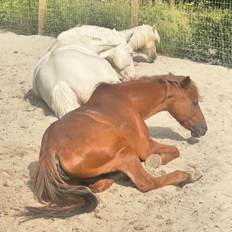 Finally got the horses neatly folded and stacked.