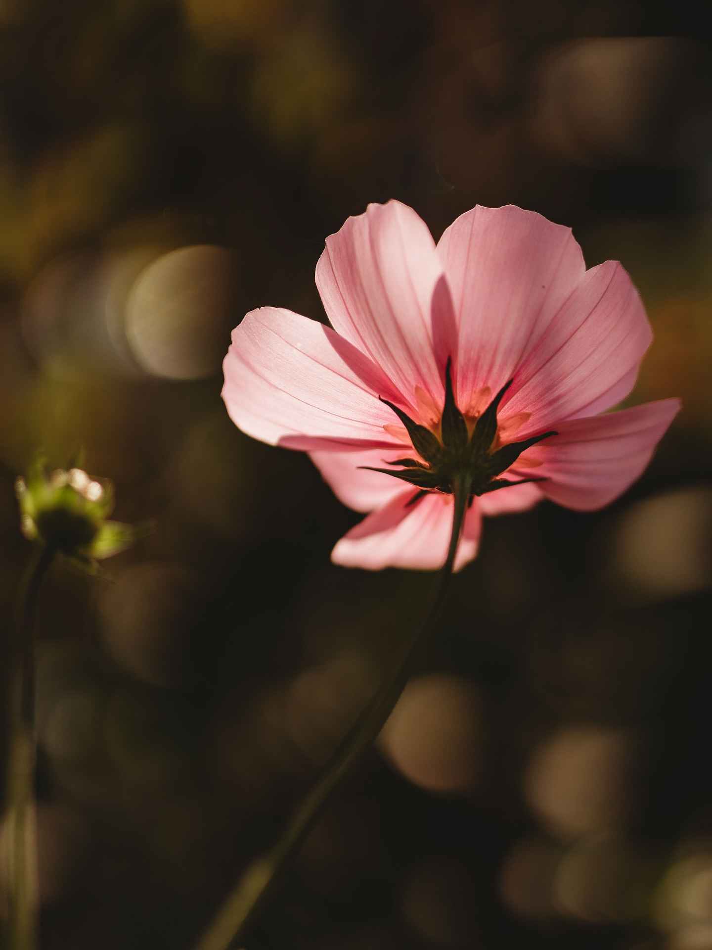 I just love the under sides of flowers.
So much conflict in the world 😔 but still I try to see as much simple beauty in the ordinary things.
Not being able to do too much work on client albums in the school holidays but wanting to keep being preset in the online space. 🌸
#flowers #simplething #toomuchconflictintheworld #beautyintheeveryday #winterbreak