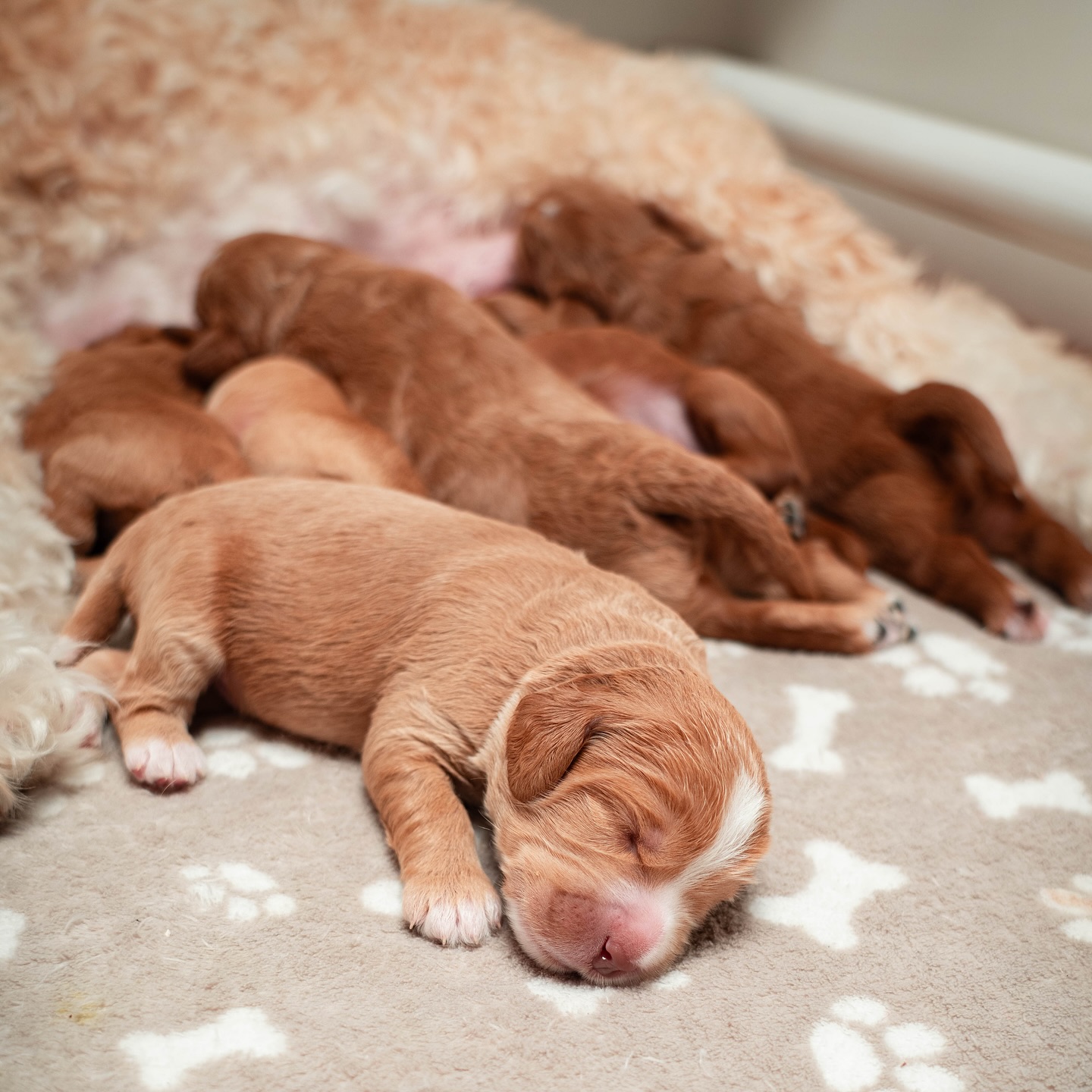 Pawmas brother @kombokula brought his camera so I Can show off how amaaaazing pups i made!!