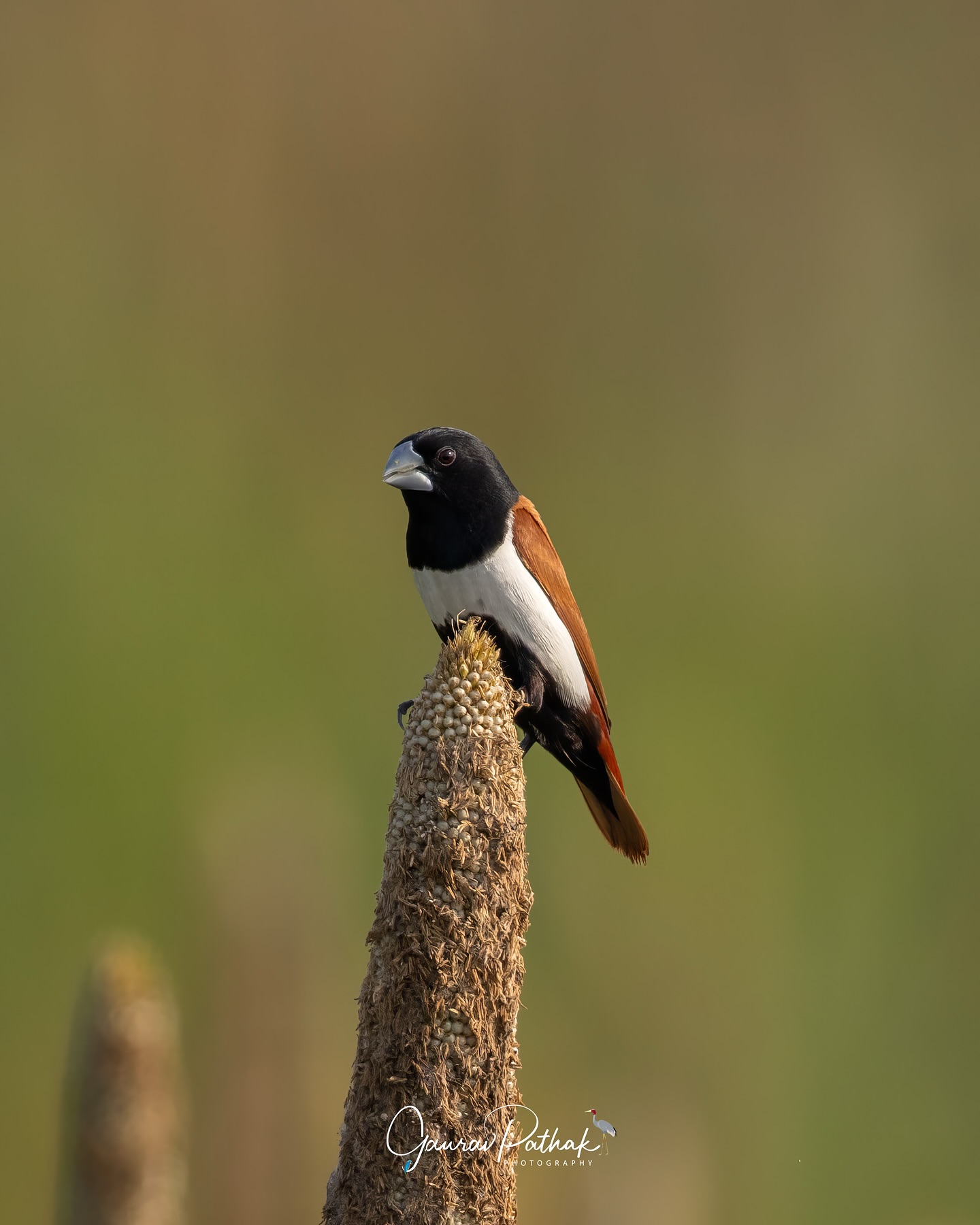 Tricoloured Munia (Lonchura malacca) – Perched at the very top of a swaying bajra stalk, this little seed-eater was deep in the feast—head down, completely absorbed. With its rich chestnut body, black head, and white underparts, it looked like a brushstroke of contrast against the soft green field. You usually spot them in flocks, fluttering low and fast—but once in a while, one lingers long enough to show just how striking it really is.
.
Location - Noida
Shot on Canon R5
Canon RF600mm F4 L IS USM
ISO 400
f/4
1/2500s
.
#canonrf600mmf4 #animalplanet #kings_birds #bbcearth #birdphotographers_of_india #bbcwildlifepotd #best_birds_of_ig #birds_captures #bestbirdshots #bird_brilliance #birds_adored #canonasia #canonedge
#capturedoncanon #birds_nature #discoverychannel #discoverychannelindia #earthcapture #canwithcanon #photoscapeofthemonth #morebirdpics #natgeoindia #natgeoyourshot #nature_brillance #ssptalenthunt #nuts_about_birds #planetbirds #raw_birds #your_best_birds #yourshotphotographer