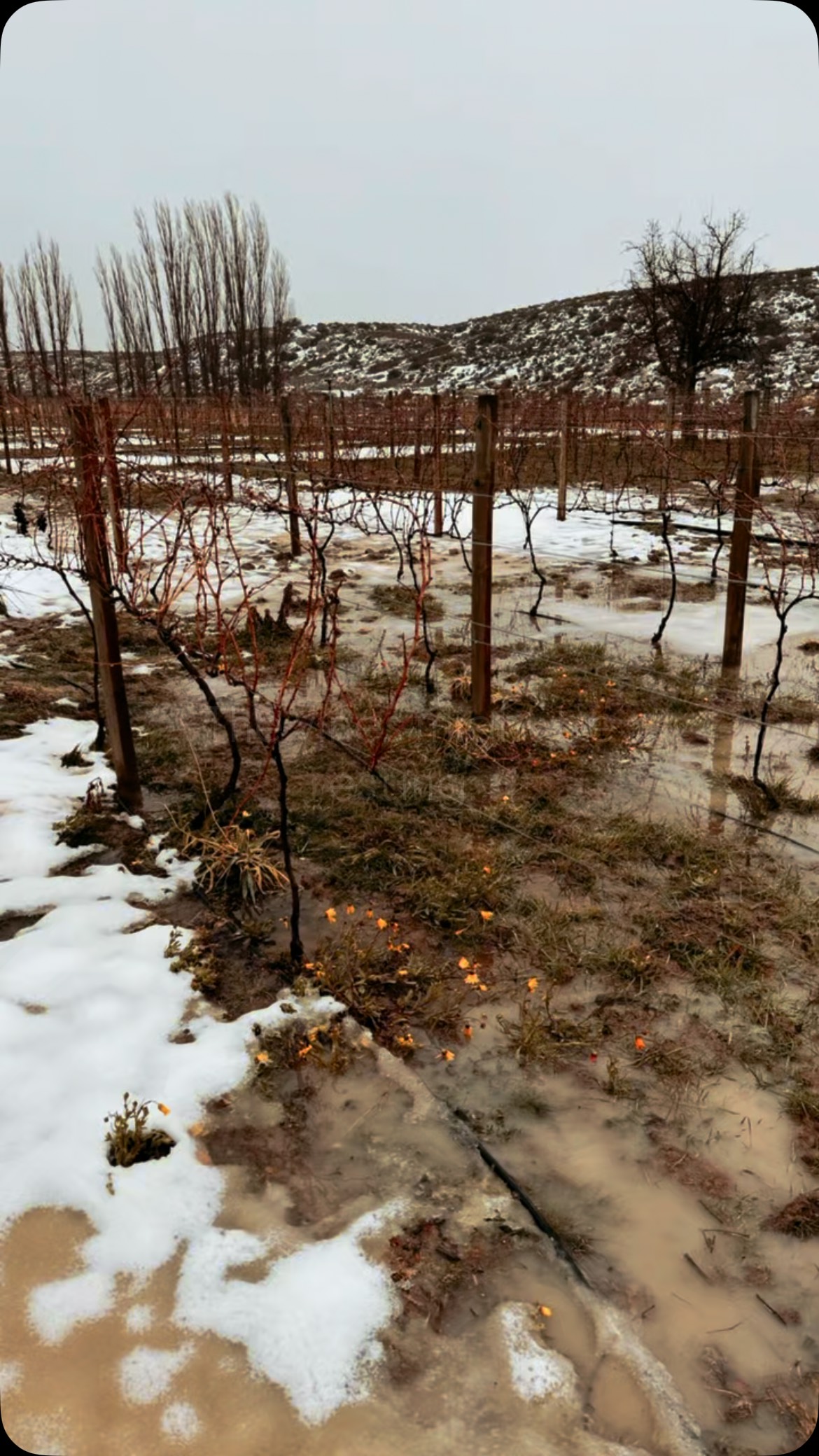 The vines are resting, but the wine is ready.
If you’re staying with us, or just visiting for the day, you’re welcome to join a guided tasting in our cellar and sample some of our very own homegrown wines.
These grapes have weathered Karoo winds, scorching summers, and icy winters and it shows in every glass.
Pick up a bottle (or two) of your favourites from reception to take a little piece of Rogge Cloof home with you.
#luxuryecotravel #darkskyreserve #travelsouthafrica #karoo #karoolife #karooaccommodation #hikingadventures #hikingsouthafrica #cheetahconservation #cheetah #sustainabletravel #stargazing #astrophotography #sutherland #astronomylover #wideopenspaces #natureescape #nightphotography #nightsky #astronomy #thisissouthafrica #winetasting