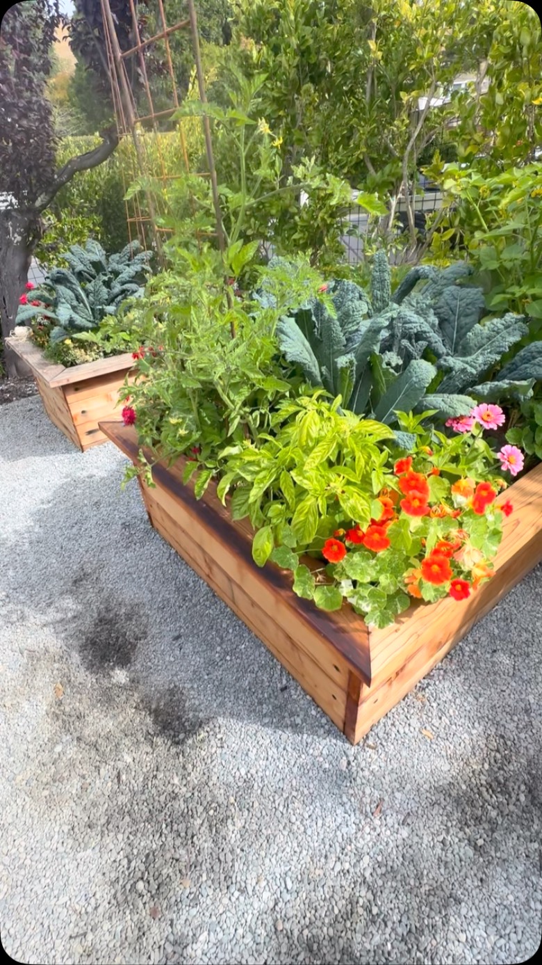 Another garden tour of our sweet Mill Valley garden that we installed in the spring.
This was after our coaching session with our wonderful garden client.
We had fun teaching, learning, and working in the garden together!
Enjoy the tour…#yardtotablemarin