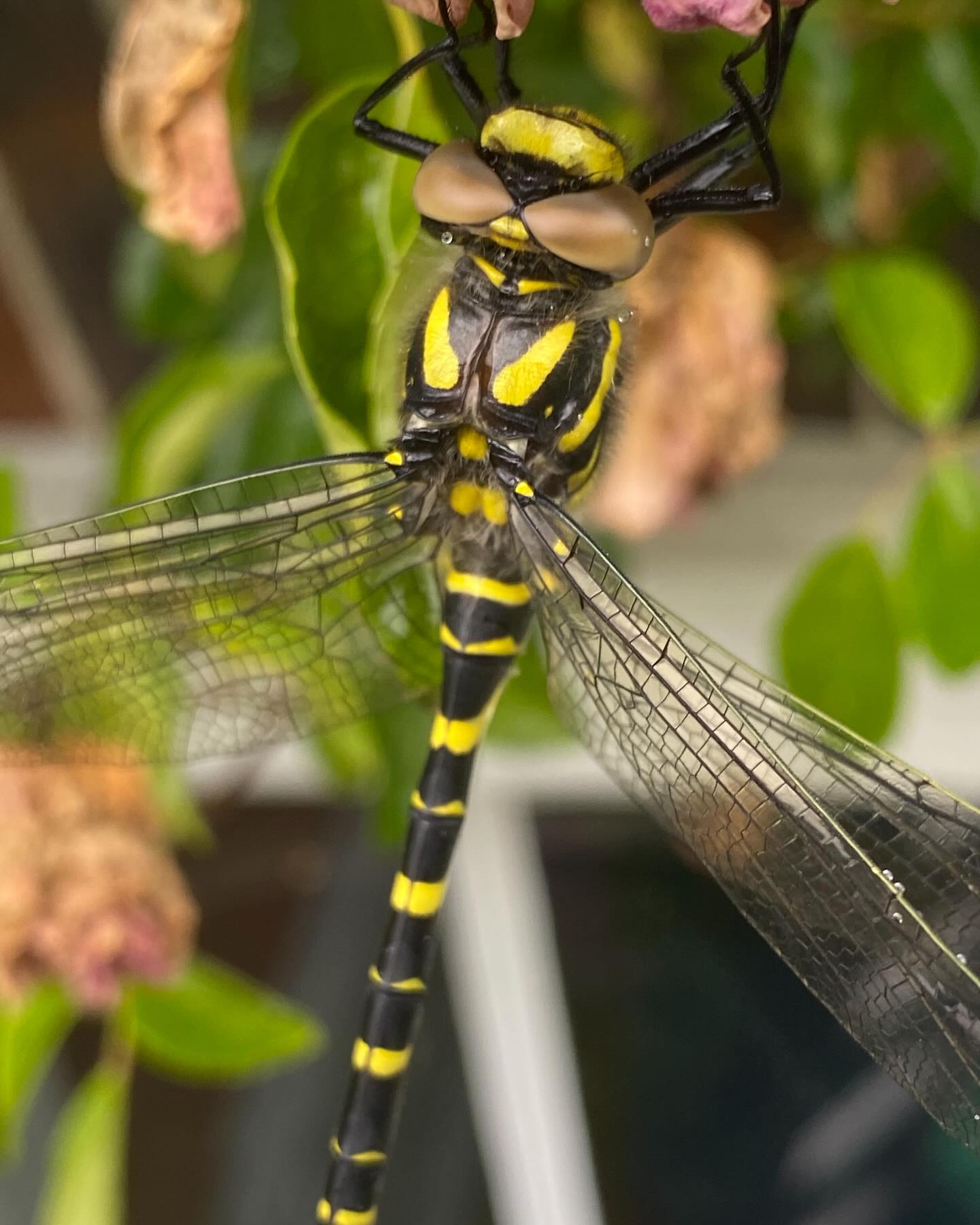 Hawker dragonfly underneath a rose in the drizzle this morning, an absolute beast of an insect!! #gardencare #dragonfly #merlinlawncare