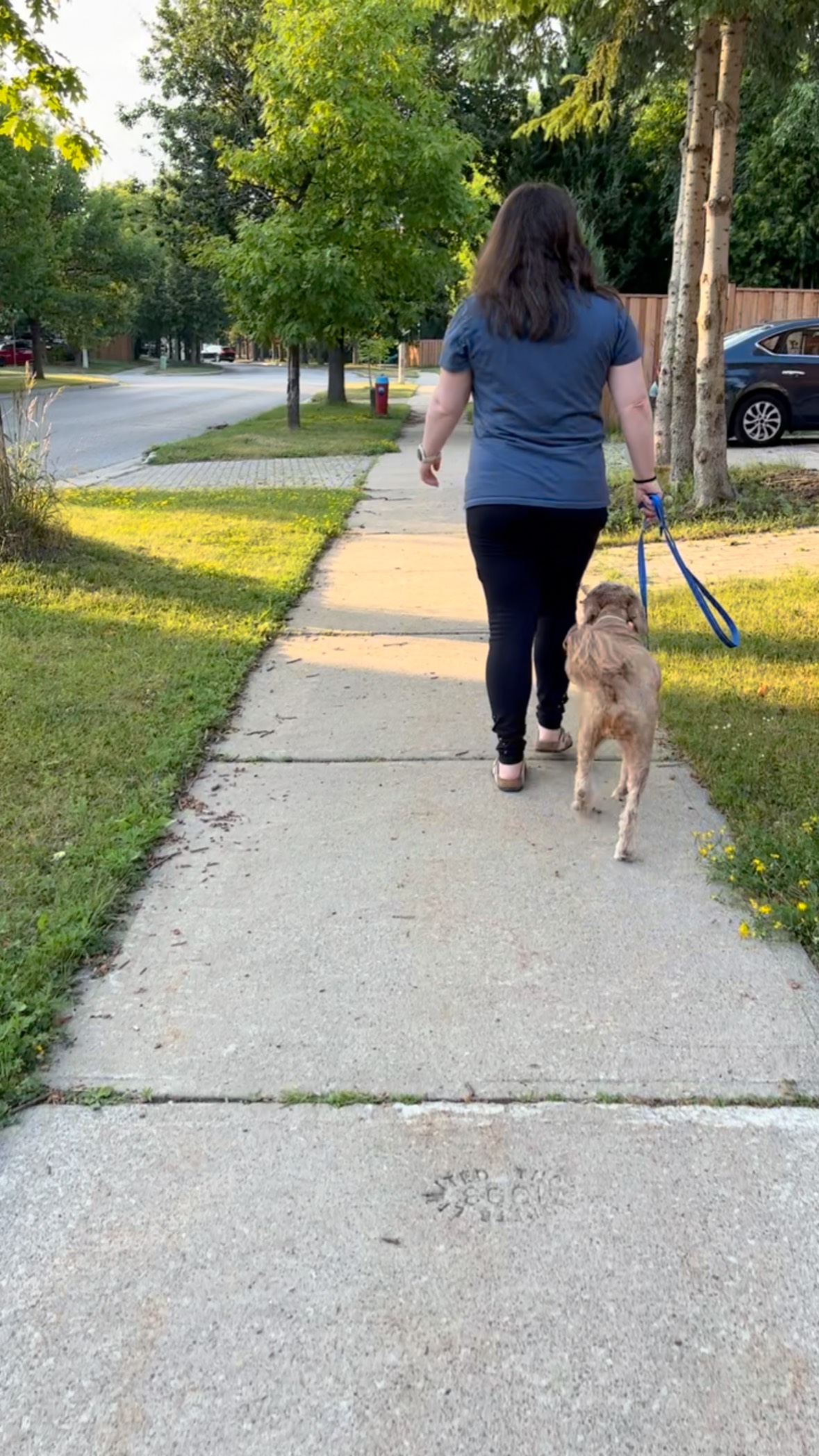 Working on loose leash walking. Teaching a dog how to walk on leash, is one of the hardest things you can teach a dog to do. We are training them to walk at a different gate and speed while being restrained.
When we train a dog to walk on a loose leash, it’s more enjoyable for you and the dog. It allows both of you to actually enjoy the walk.
#Dogwalking #dogtrainer #looseleashwalking #goodwalkingskills