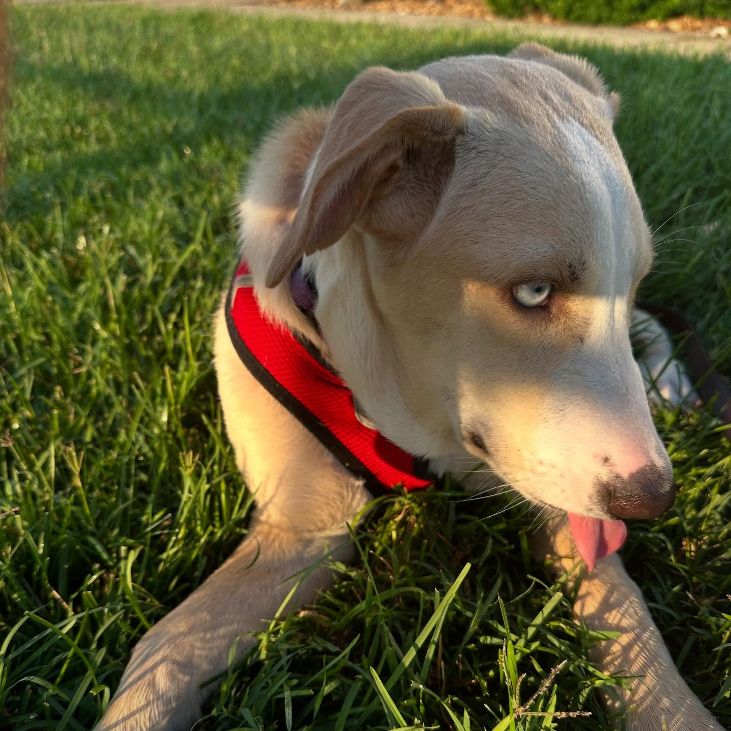 Another sweet pup, Evan, has found his furever home! 🏡🐾
Our chief of animal rescue, @drewbrill7, went above and beyond—rescuing this little one from a shelter in Nashville, TN, and safely transporting them to Evansville, IN.
We’re so grateful for the opportunity to give this puppy a second chance!🤍🙏🏻
Help us keep saving more lives—link in bio to support!
#propsforapurpose #soaringtoserve #animalrescue