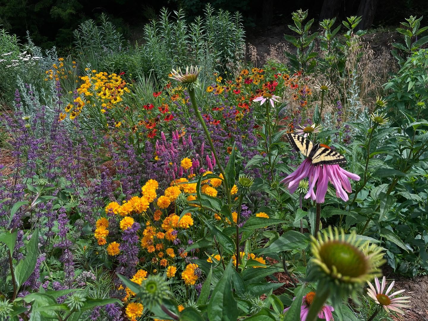 A Meadow Update, 10 weeks after planting. See blog, link in bio, about meadowscaping the septic. Seeds and plants from @northwestmeadowscapes, @satinflowernurseries, @phoenixperennials @novusplantswholesale, @stellataplants #meadowscaping