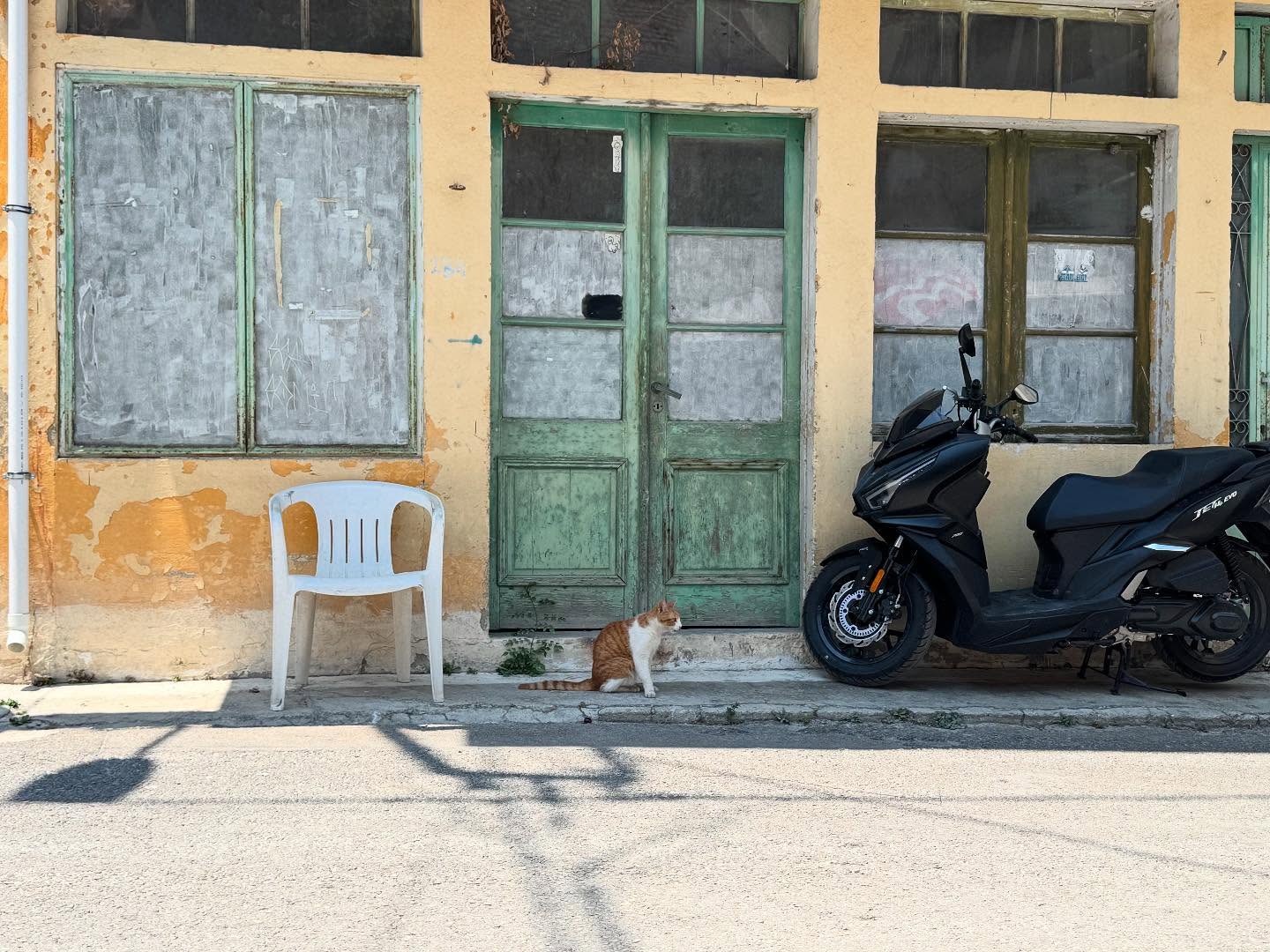 Cats and chairs