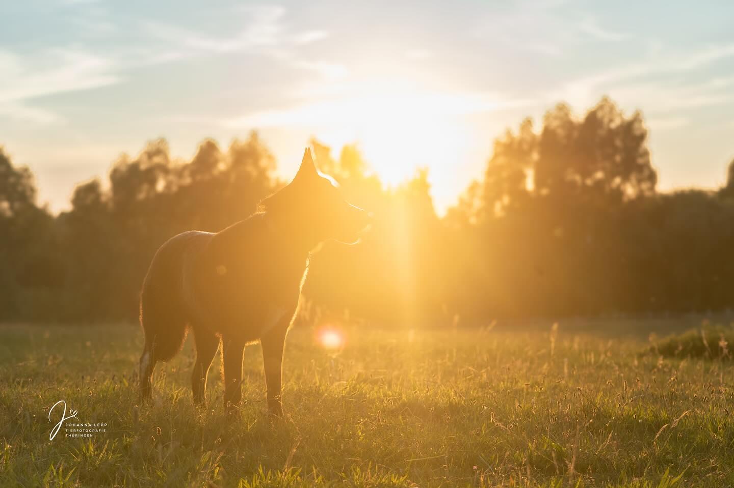 T A R Z A N☀️
Jeden Morgen bevor das Getrubel auf dem Hof los geht, die Kinder aufgeregt in den Tag starten und das Leben anfängt laut zu werden streckt er sich, wirft sich auf den Rücken und lässt sich ausgiebig den Bauchi kraulen. Selten habe ich einen so charmanten, klaren Hund um mich gehabt. Tarzan ist ein sehr angenehmer Kinderponyhofhund und ich kann’s kaum erwarten in 4 1/2 Wochen wieder in die Kinderferien nach Altkamp zu fahren. Tarzan ist dort, wo die Kinder sind - beim Verstecken spielen manchmal ärgerlich, weil er die Verstecke verrät. Am Nachmittag nach dem reiten begleitet er uns an den Strand und in der Nacht schläft er unten auf den Kinderschuhen. Er ist genauso zuverlässig, wie er für seinen Job sein muss. 🖤
•
Du hast Fragen oder möchtest direkt ein Shooting buchen? Meld dich gern 🌸
📧 info@tierfotografie-thueringen.de
💻 www.tierfotografie-thueringen.de
#hundefotografie #tierfotografie #thüringen