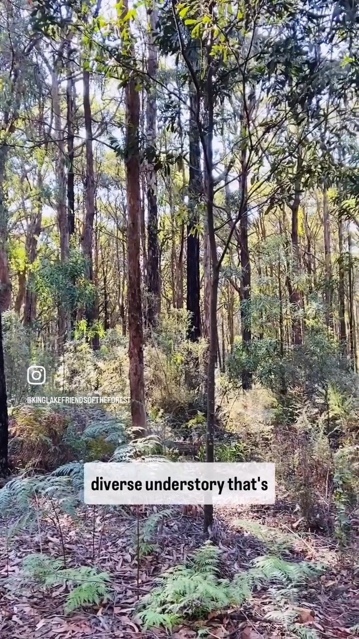 Planned burns are creating an environmental crisis, and this affects us, not just the forests being burned. Sign the open letter here: https://kinglakefriendsoftheforest.com/open-letter