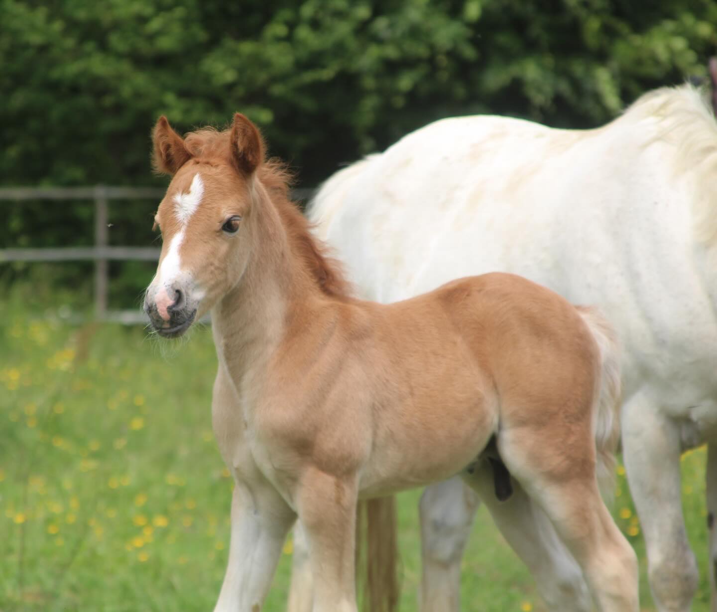 POPSTAR DE JIMA - DISPONIBLE À LA RÉSÉRVATION
Popstar de JIMA, mâle PFS, né en mai 2025. Restera dans la toise B.
Issu du croisement FOLY STAR DE FLORYS (VERYSTAR KERVEYER X MEEPING CHA DE FLORYS) et COELENHAGE’S BLUEANNA.
🏆 FOLY STAR DE FLORYS (IPO 151) 🏆:
* 3ème des 6 ans C, EXCELLENT 🥉
* Gagnant de plusieurs AS 2 🏆
* Classement en 115 chevaux 🏅
* Concourus jusqu’en AS 1 (120)
🧬 VERYSTAR KERVEYER - IPO 149 (MOVIE STAR TILIA X KANTJE’S RONALDO) 🧬 :
* ÉLITE à 4,5 et 6 ans.
* Champion de France poney élite B
* Gagnat AS 2C
Sur 149 produits en âge de concourir 41 indicés à plus 120.
🧬 TOLIE CHA DE FLORYS - IPO 160 (MEEPING CHA DE FLORYS X WELCOME SYMPATICO) 🧬 :
* TRÈS BON à 5 ans
* Gagnante en GP 🏆
🧬 MEEPING CHA DE FLORYS - IPO 167
* Gagnat en GP Élite 🏆
* Gagnant en CSIP 🏆
Popstar possède un beau modèle, de la force, de belles allures, dans le sang et charismatique, il a tout d’un bon poney de sport et/ou reproducteur.
Nous lui cherchons une famille ayant des projet sport et/ou d’élevage.
📍Visible dans le Calvados, secteur Lisieux.
Plus de renseignement par MP 📲
#avendre #poneyavendre #pony #equine #calvados
#equestrian #horselove #horseoftheday #elevage #co
#horsejumping #cheval #horsesalefrance #jumpinghorse #cce #dressagehorse #sale #annonce #equitation #ecurie #poneydesport