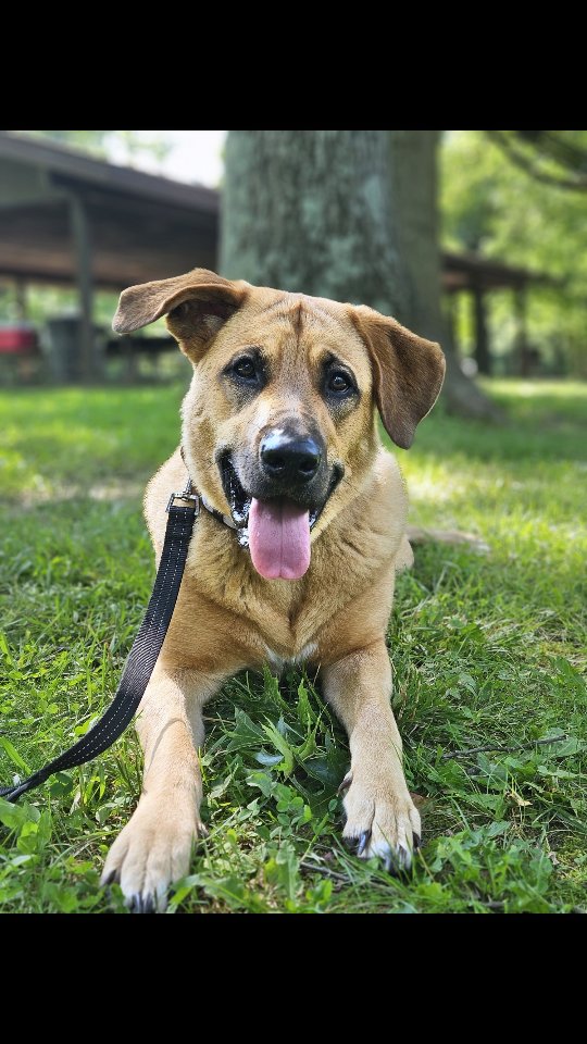 Does your dog bark, lunge, or struggle to stay calm around other dogs?
You’re not alone — and you’re not stuck! I offer private, one-on-one dog training tailored to reactivity, right in your home or out at the park.
✅ Personalized sessions
✅ Real-world training environments
✅ Calm, confident progress for both ends of the leash
Let’s turn stress into success — message me to book your lesson!
#DogReactivity #DogTraining #ReactiveDogHelp #InHomeDogTraining #ParkTraining #BalancedDogTraining