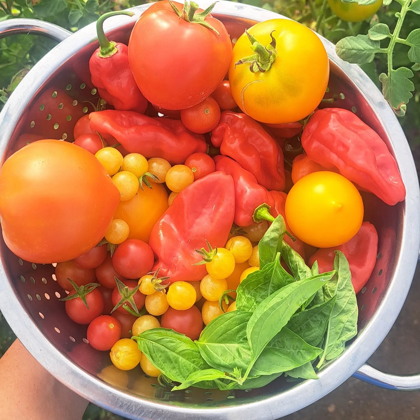 Doing a little "grocery pickup" in the grow tunnel for dinner! 😁