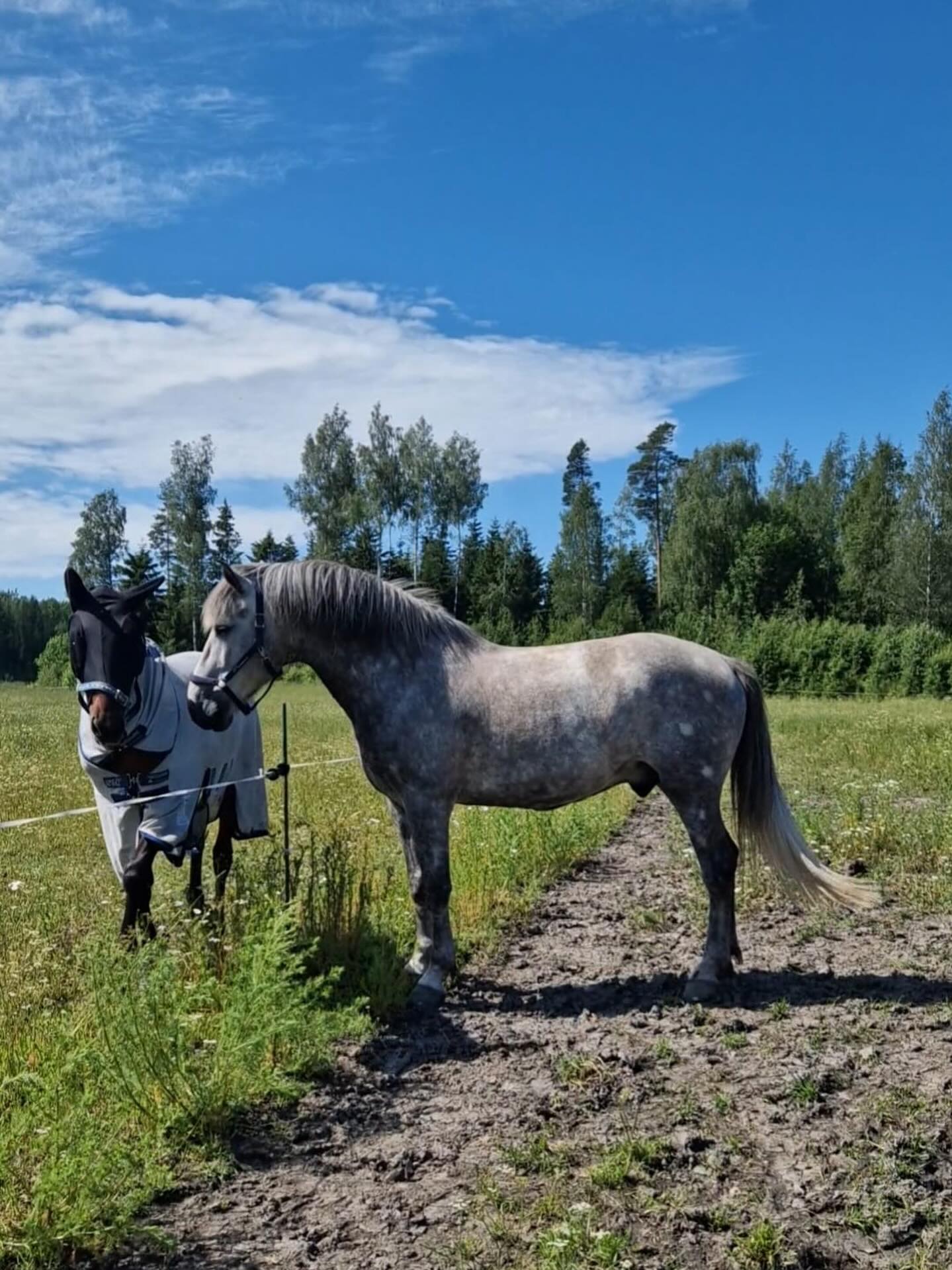 Me ei oikeastaan ikinä myydä meidän hevosia, mutta Ihana Calle (Nevan Casanova) lähti uuteen kotiin Veeran silmäteräksi kuun vaihteessa.
Calle tuli meille vähän vahingossa reilu vuosi sitten. Sillä oli ollut aika massiivinen hankkarivamma, josta kuitenkin kuntoutui hyvin. Hankkarivamman takia Callella ei kuitenkaan hypätty.
Calle on ruunattu melko myöhään. Se tuli ihan hyvin juttuun laumassa, kunhan sai olla pomo. Calle ei oikein tykännyt jos joku yritti viedä hänen paikkaansa. Sen takia esimerkiksi Buken lauma ei tullut Callen kanssa kysymykseen.
Laumahaaste ja hyppäämättömyys oli lopulta syyt, joiden vuoksi Callelle päätettiin etsiä uusi koti, jos täydellinen koti löytyisi.
Callesta ei laitettu ikinä myynti-ilmoitusta. Se meni kaverin kaverille, ensimmäiselle joka Callea kokeili. Ei olisi voinut löytää parempaa kotia. ❤️
Ihanaa loppuelämää ihana Calle ❤️
Meillä olisi yhden hyppäävän suokkiruunan kokoinen aukko, jos joltain sellainen löytyisi ☺️
#suomenhevonenparashevonen
#nevancasanova