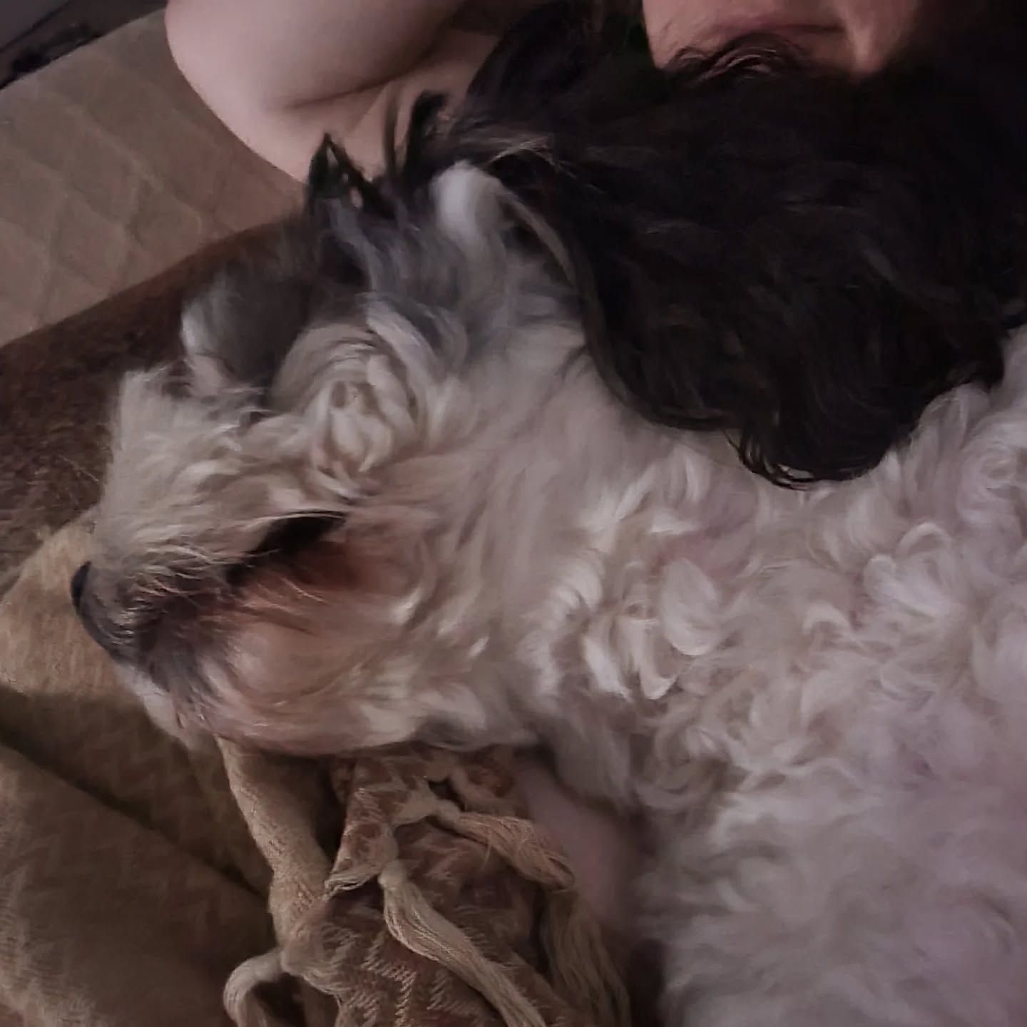 A selection of pups who have visited recently, including the very good boy @rolothedachshund__ who loves meeting all the other dogs π
#dogboarding #dogdaycare #dogsofinstagram #dogs #dachshund #cockerspaniel