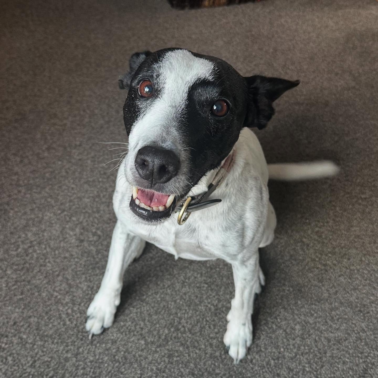 Swipe for a surprise! 🐾 ✋
This sweet girl is Pip who has been receiving physio following cruciate injury.
Pip is always full of fun, kisses and high fives! ❤️