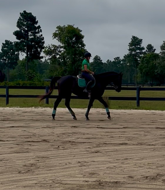 The beauty in classical work is the improvement of the horse and rider in connection of mind to body. No matter the breed, no matter the discipline… classical training only seeks to continually improve through continuous building up of the foundation of a horse’s potential with a rider.
I am so incredibly proud of just how far @flojoe1010 and her horse Sarge have come in their lessons. Almost two months in and we are now seeing glimpses of his ability as a true sport horse. In unlocking his body and building him up to help him truly be able to lift his rider, he is starting to tap into his power and put his former race horse engine to work in a different way!
Can you follow the sequence of the first three images and what they were working on?
And I just had to add a comparison of where they started in their first lesson to their most recent lesson because 😍 (and yes I know he is btv, that is something that is being worked on and he hardly goes there anymore but I wanted as similar of a pic for both the before and after for comparison sake 🙃)