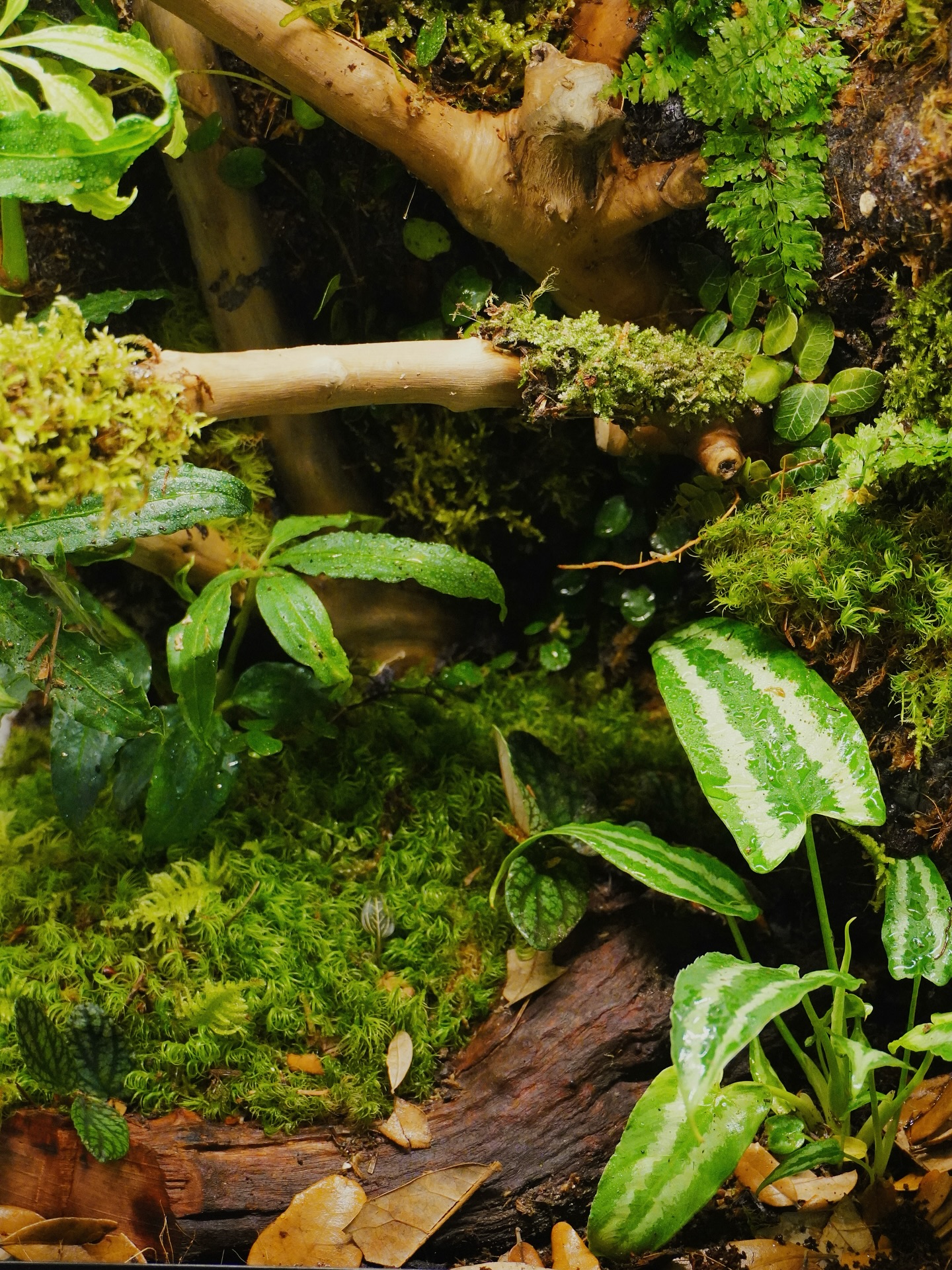Something new is growing 🌱
Our Vivarium Workshop is all about building from the ground up - layer by layer, moss by moss.
#vivarium #vivariumdesign #workshopvancouver #diyvivarium #plantlovers #naturethreapy #vancouverevents