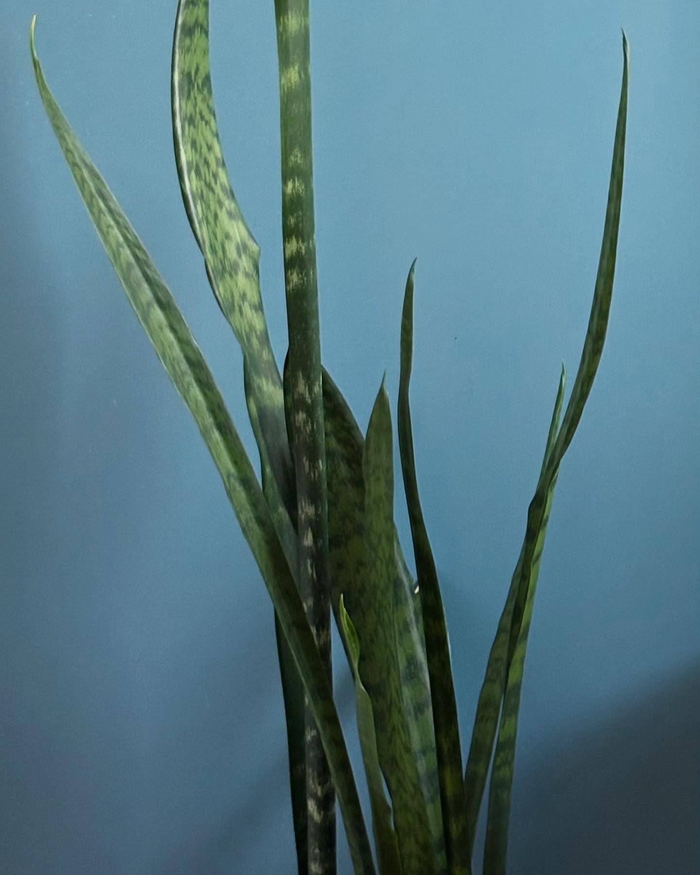 Snake plant (Sansevieria trifasciata)- is a striking succulent plant with sword-like leaves. Puts up with low light and needs little watering. Very easy-care. If your room needs strong vertical lines this is the plant for you.