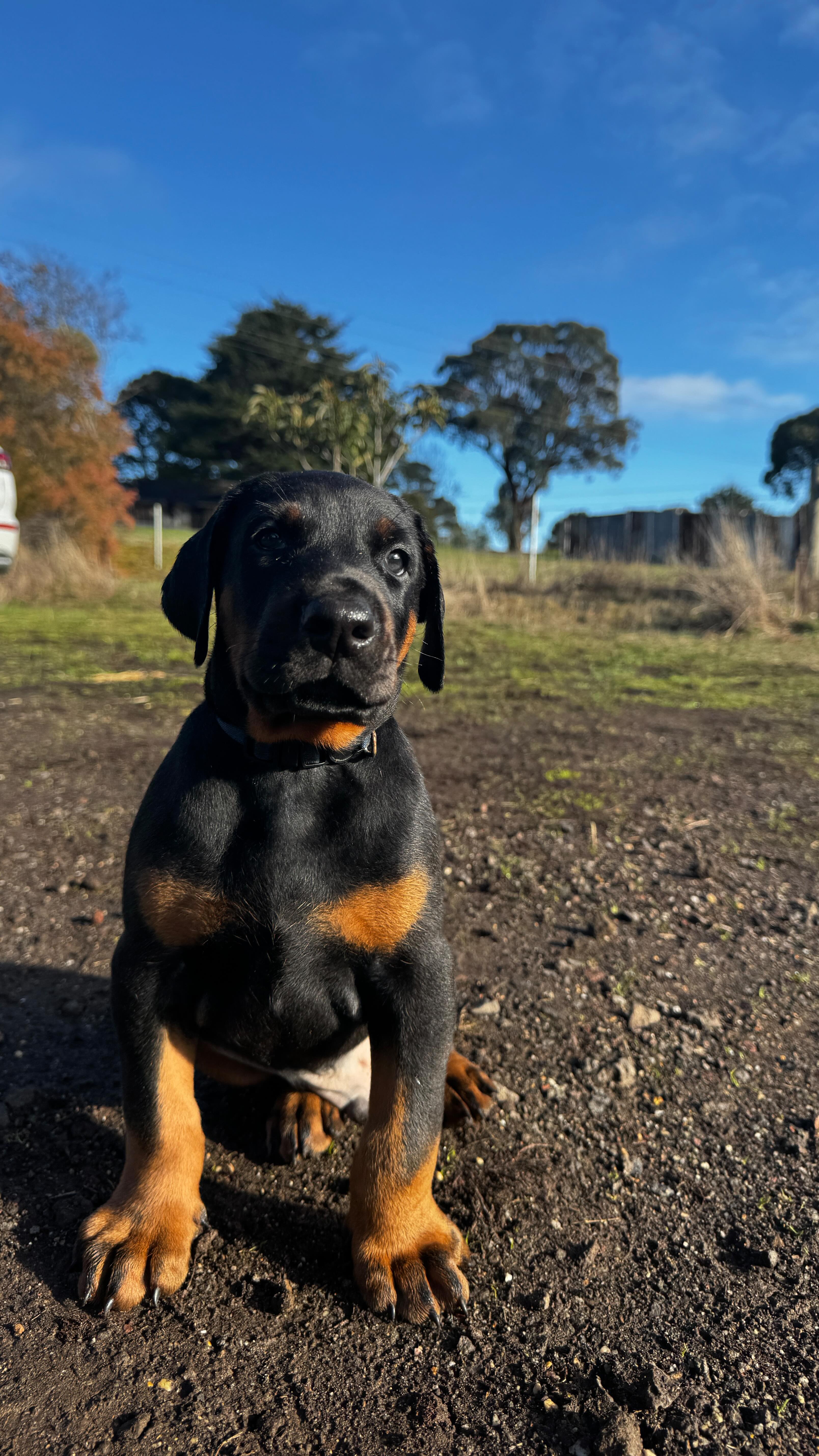 TAG @monsterenergy 🙏🏼
In all seriousness though, building a course like this for our puppies helps build confidence, problems solving skills, drive and of course strong nerves 💪🏼🔥
We start introducing this concept as soon as our puppies are on their feet, but the real work kicks in at about 3 weeks when they’re keen on food and getting incredibly curious 👀
Every few days we introduce another obstacle with an increasing level of difficulty to stay tuned for part two and if you have any ideas on what obstacles we could include, drop a comment 👇🏼
#forrerndobermanns #gymkhana #monsterenergy #european_dobermanns #knowhereyourdogcomesfrom #buildinghappypuppies #buildinghealthypuppies #strongpuppies #dobe #eurodobermann