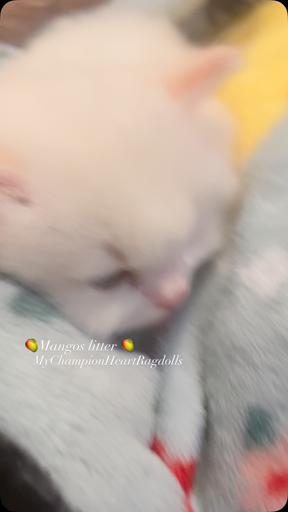 🚫No longer Available 🚫
Okay, here’s a rewritten version of that Announcing the arrival of Mango’s June 6th litter! Feast your eyes on this stunning red/cream (flame) bicolor male – a standout in this CFA & TICA registered cattery. We’ve got an open waitlist for Mango’s precious babies, including seal or blue (some lynx) kittens, and a unique seal/red tortie female. (P.S. The proud papa is Oreo, not Alex!)
To learn more about our adoption process and to apply, please visit MyChampionHeartRagdolls.com. You’ll find all the details there, plus application forms.
Because we’re a small, hands-on cattery dedicated to quality and care, we ask that you first email us (address in bio, on our site, or on the TICA breeder listing) before DMing. This helps us ensure you’re a real person and not a scammer! Phone calls are by appointment only; our ‘cat phone’ isn’t always with us.#mchtest072025 #ragdollkitten #mychampionheartragdolls #mcheart #ragdoll #mychampionheart #fypreelsシ゚viralシ #kitten #adoptdontshop❤️ #babykittens #viral #ragdolsofinstagram