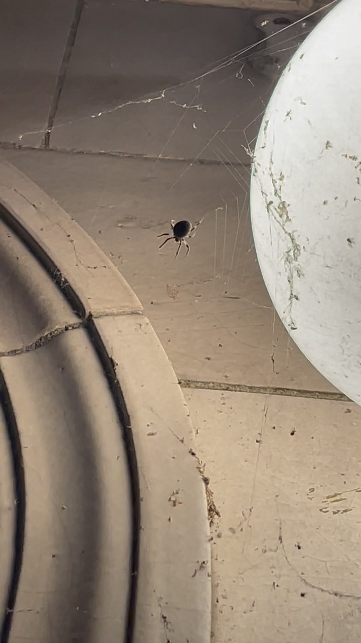 Progress, not perfection…
In psychotherapy, it’s normal to feel frustrated when an old pattern happens, one you thought you moved past already.
Healing and personal growth aren’t so linear. The ups and downs, the shocking regressions to old ways-they’re part of it and they’re as normal as it gets.
So what happens if you focus on the setback or limitation? What happens if you focus on what you want to create, and keep taking action for that?
These spiders inspired me: just do what’s mine to do, one imperfect action at a time. 🕷️
#dancemovementtherapy #expressiveartstherapy #creativeartstherapy #integrativepsychotherapy #mentalhealth #somatictherapy #dancemovementpsychotherapy #feelittohealit #naturetherapy #inspiredbynature