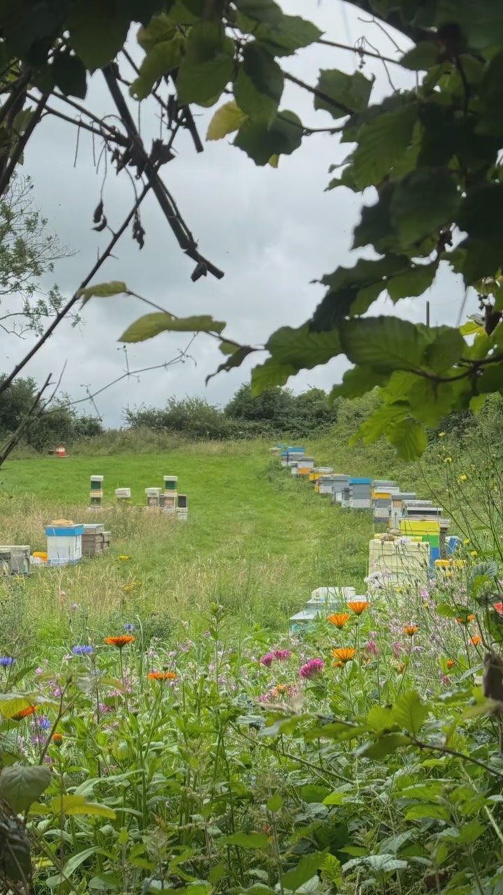 Every beekeeper’s pocket 🤣
Apologies to my partner — this is his pocket, and I had to film this.
I think many beekeepers will relate 🐝❤️
.
.
.
.
#beekeeper #beekeeperslife #beekeeperofinstagram #pov #relatable #relate #pocket #tools #hobby #fy #fyp #youknowwhatimean #bestjobintheworld #beesofinstagram #bee #bees