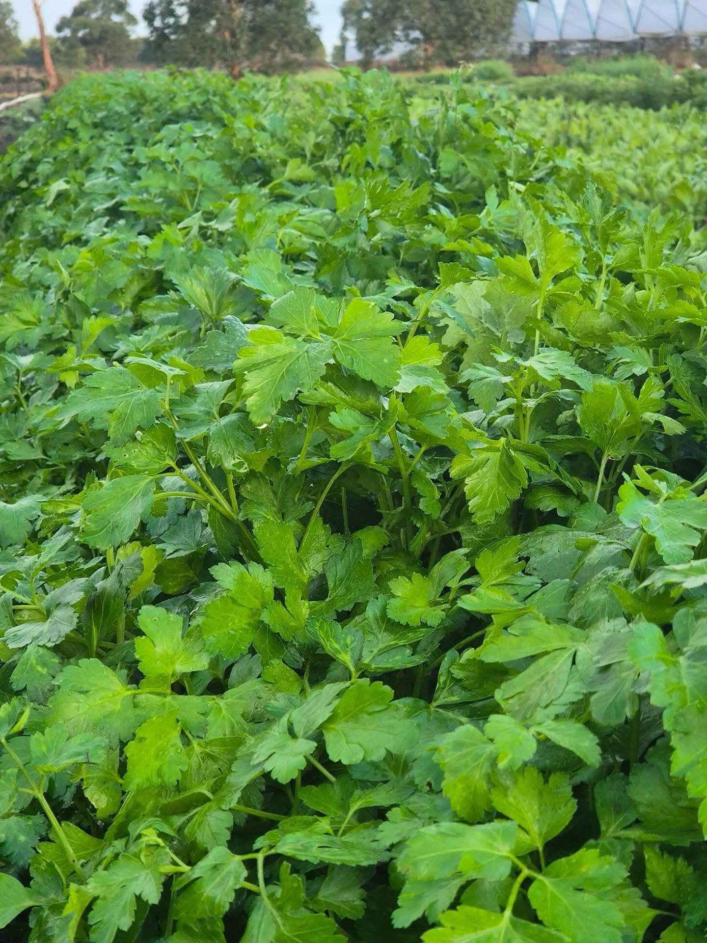 Absolutely loving our green blend with parsley at the moment 😍 Our juices are 100% pure fruit and veg with no added sugar and always freshly cold-pressed! 🌿
Come and visit us for your easy greens this week @palmbeachfarmersmarket @melbournefarmersmarkets @farmersmarketcarlton @farmersmarketalphington @elthamfarmersmarket 🍊
And our farmer friends @ozfreshherbs @remispatch @plentyvalleyproduce @thrivingfoodsfarm @crossiescados @sweet_eez @langdaleorchards got you covered for fruit and veggies for the week! 🍏