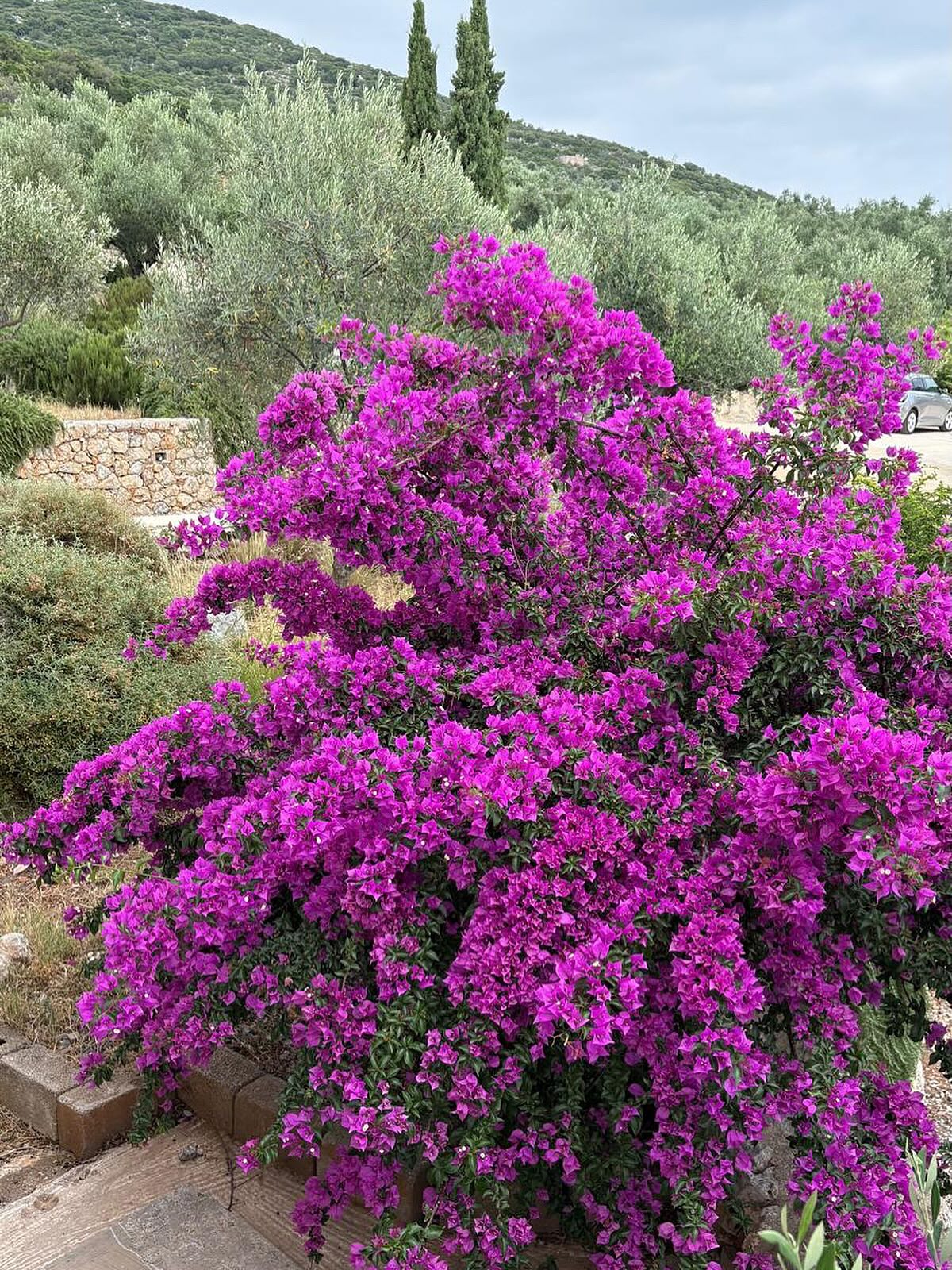 Beautiful foliage in Greece