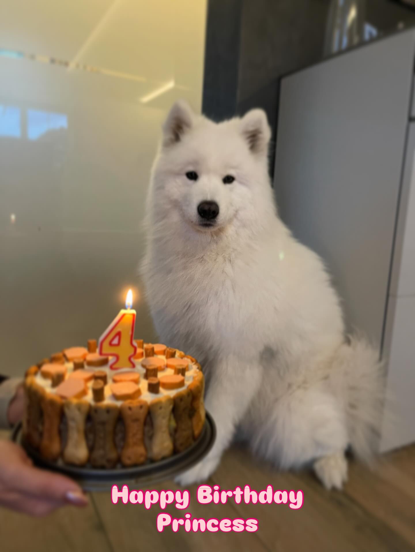 4 years Daisy ❤️ Happy Birthday little Princess 👑 #samoyed #samoyedlovers #samoyedlife #samoyedsofinstagram #doglovers #dogsofinstagram #birthdaygirl