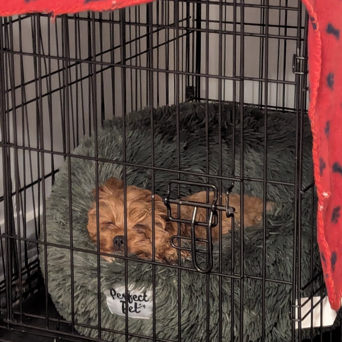 Bedtime for Scout ๐ค๐ค
Crate training isnโt just about rules โ itโs about giving your pup their very own chill-out zone. It helps set routines, teach boundaries, and reminds everyone that nap time is sacred! ๐ด๐ถ
A cosy crate = a happy pup = a peaceful household. Win win win! ๐๐