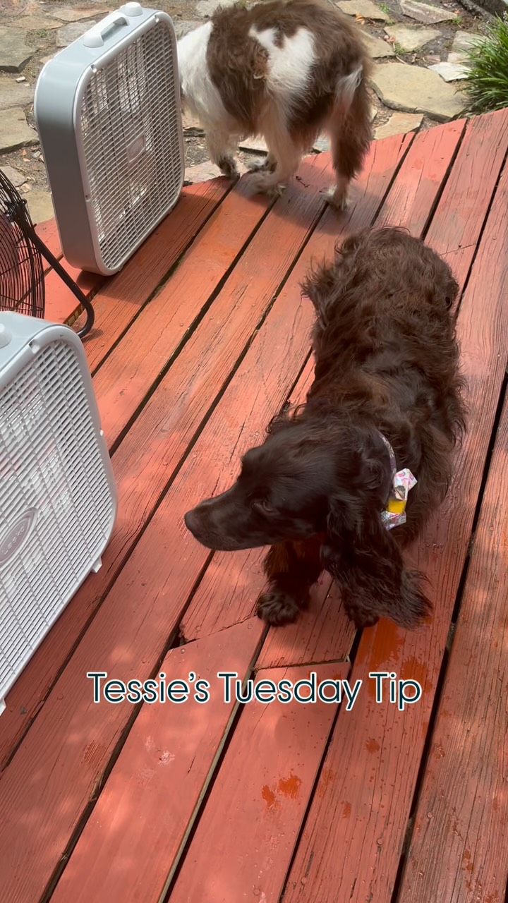 Itās a hot one, but Tessieās got the right idea! š¬ļøš¶
Here at Social ABCs, even our furry team members know the importance of staying cool under pressure ā especially when it comes to social media trends! Just like Tessie finds her sweet spot in front of the fan, you need to find yours on Instagram.
Did you know Instagram just made a major update impacting how your public content can appear in search engine results? This means your photos, videos and Reels could now show up directly in Google searches! 𤯠Itās a game changer for visibility and SEO.
Ready to beat the heat and master the latest Instagram algorithm shifts? Weāve got the freshest updates and tips to help your brand shine!
š Click the link in our bio to sign up for our enews!
