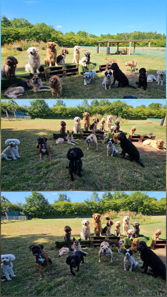 Thursday gang is keeping cool this morning, back home in time for lunch 🐾