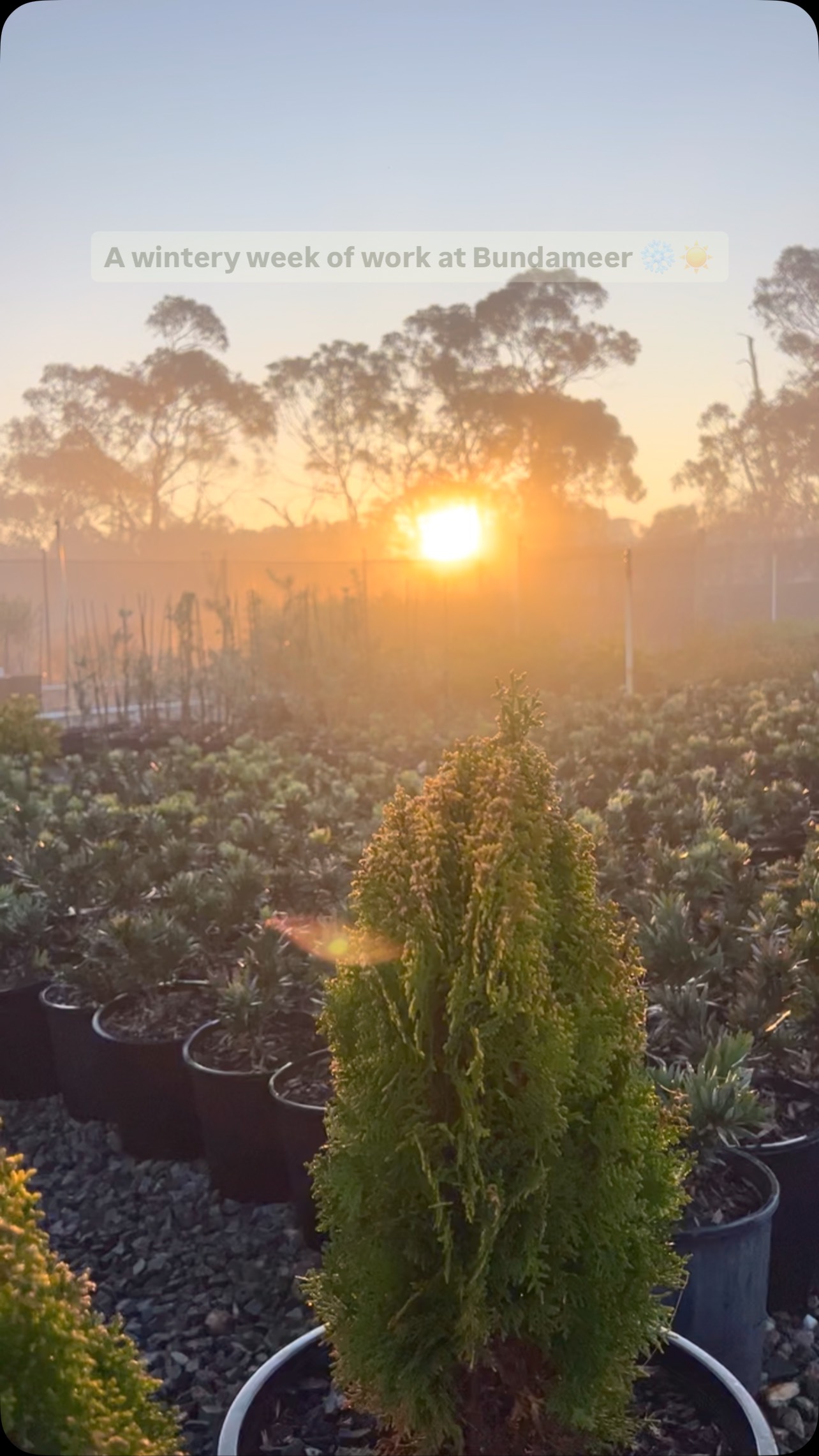 Winter skies + fresh foliage = Moorooduc at its best 👌☀️🌿
This week we farewelled a beautiful mix of Phormiums heading out to landscapers across Victoria - including the zesty Apple Green, the olive tones of Hawthorn, and the rich contrast of Sundowner.
There’s no off-season for good structure and colour.
Thanks to our trade clients for keeping the projects moving, rain or shine.
📍 Bundameer Wholesale Nursery
🌾 Email us for current Phormium availability
.
.
.
#BundameerNursery #PhormiumAppleGreen #PhormiumHawthorn #PhormiumSundowner #LandscaperPlants #WholesaleNursery #PlantDispatch #TradeOnly