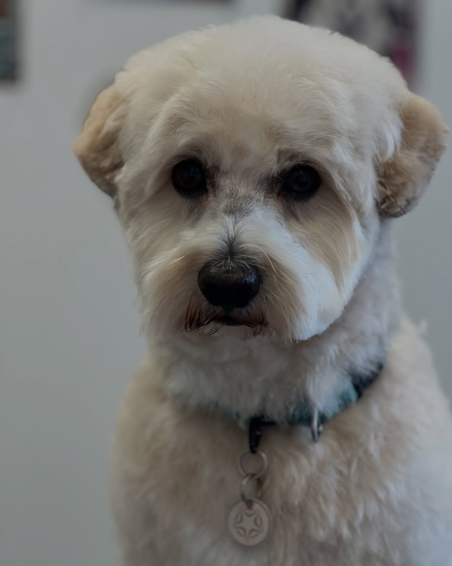 Charly 🤍🤍🤍
#jelenashundesalon #münchen #feldmoching #hundesalon #hundesalonfeldmoching #bayern #bayernmunich #germany #deutschland #hund #hunde #hundeliebe #hundefotografie #hundepflegen #hundeportrait #dog #dogsofinstagram #dogs #dogoftheday #doglife #pet #petlovers #groomer #grooming #poodle #poodles #zwergpudel #pudel #pudelliebe #japanspitz