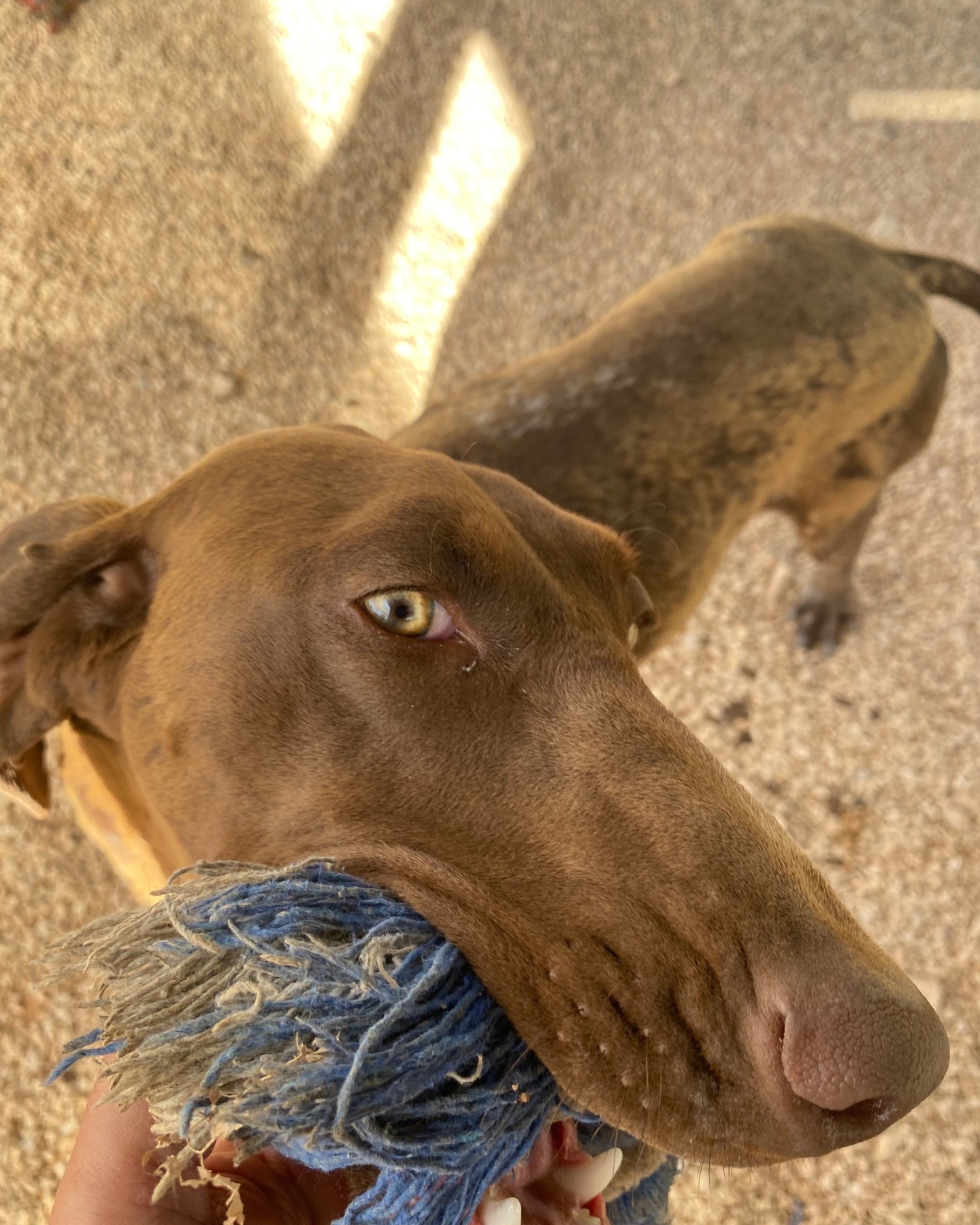 When Lidija posted about a DSK at the Zadar shelter, we quickly received a message from the Netherlands asking if the DSK was available for adoption.
So we contacted Davorka, who lives in the same village as us and works at the Zadar shelter.
We quickly went to see the DSK, who until now was still called Freya. She's a very sweet, cheerful, and relaxed DSK of about a year old.
After discussing this with each other (Davorka knows our foundation, and the shelter really wants adopters with experience with the breed), it was decided that we could mediate for Freya.
So, as the foundation, we initiated all disease testing according to our testing protocol.
Freya, her new name will be Willow, is completely healthy, and her blood count is also excellent.
She was shedding a lot, but that has improved considerably since then. She had already been spayed by the shelter, and the rabies vaccine had already been given, along with a microchip and EU passport.
The adopter in the Netherlands is no stranger to us, so that made the adoption process much easier. They will pick up Willow here in Zadar soon.
We'll keep the identity of this adopter a secret for now, but we'll announce it as soon as they arrive.
So keep following our pages for the latest updates. #dontshopadopt#gspoftheday #gspcommunity#germanshorthairedpointerlovers #germanshorthairedpointerlovers #pointerlovers #gspcommunity #pointerlove #germanshorthairedpointer #birddog #pointersofinstagram #gsprescue #gspworld #gsp #gsplife #gsploverig #gsplovers #gspsofinstagram #gspuniverse @lydia_lidach #rescuedog #rescuedogsofinstagram #rescuedismyfavoritebreed#deutschkurzhaar