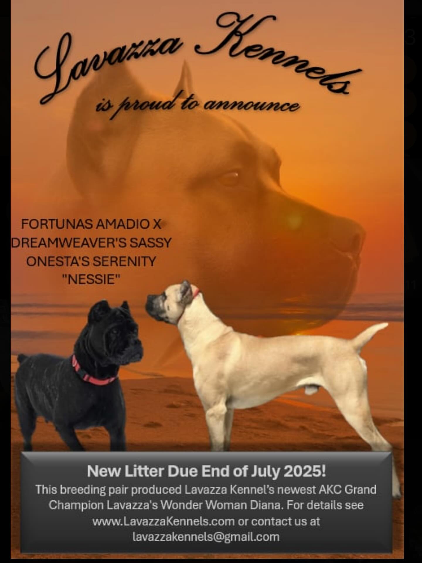 We are proud to announce the repeat breading of “Amadio” and “Nessie” due next week! The last litter had a wide variety of colors and produced our newest AKC Grand Champion “Diana” who is halfway to reaching Bronze level and ranked number 16 Grand Champion world wide at less than 2 years old! Go see more details on bloodlines and OFAs at www.lavazzakennels.com!
#canecorso #canecorsoofinstagram #canecorsofans #canecorsolife #canecorsolover #canecorsomania #canecorsoloversofinstagram #canecorsoitaliano #canecorsoclub #canecorsoblack #canecorsorule #dogsofinstagram #dogoftheday #doggo #doggram #doggyeyes #cuteanimals #puppies #doglover #doglovers #dogloversofinstagram #dogloversclub #dogkennel #dogbreeder #akcshowdog #availablepuppies #availablepuppy #puppiesforsale