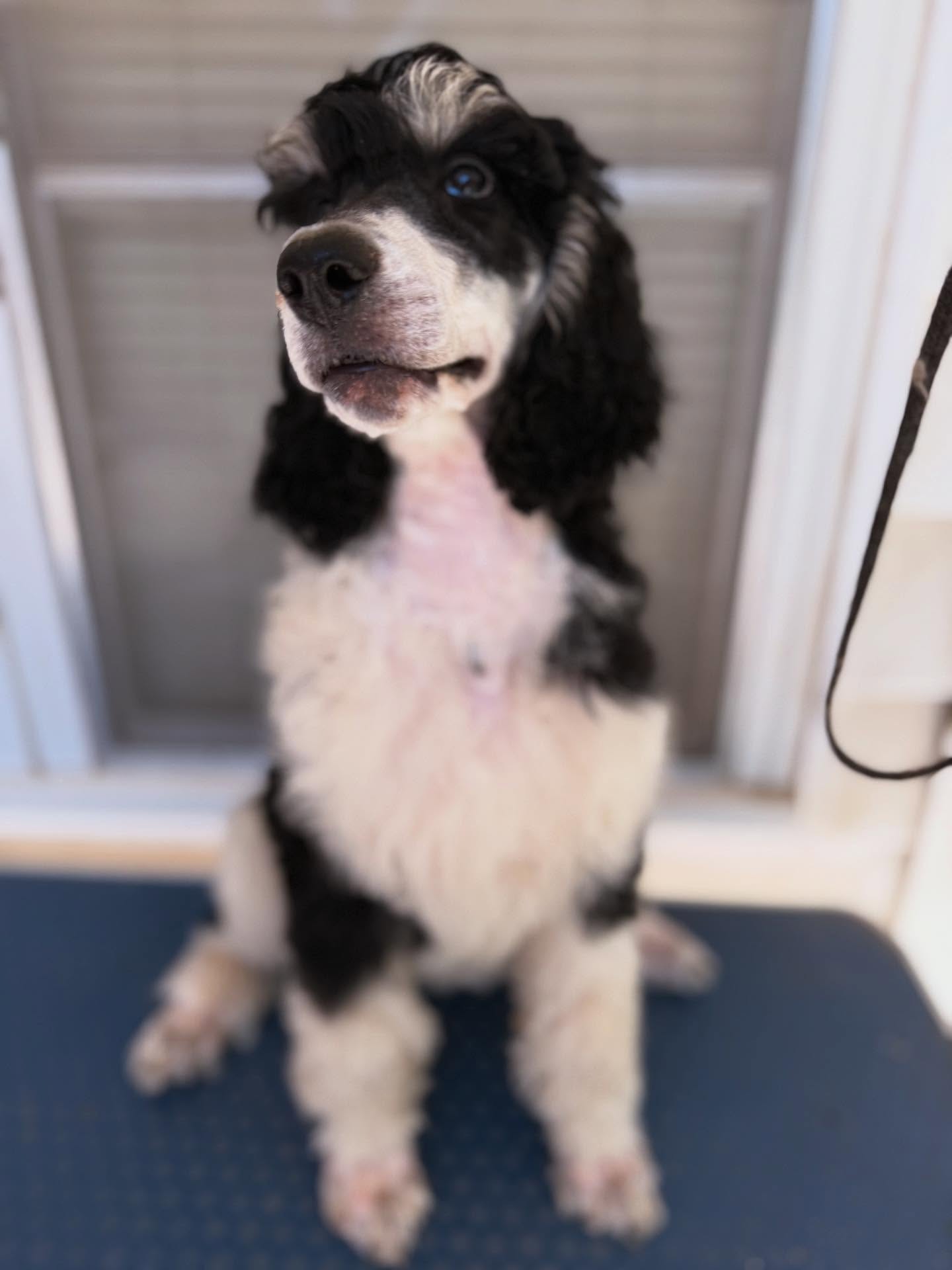 EST Sugar Magnolia 🌸🌻🌺