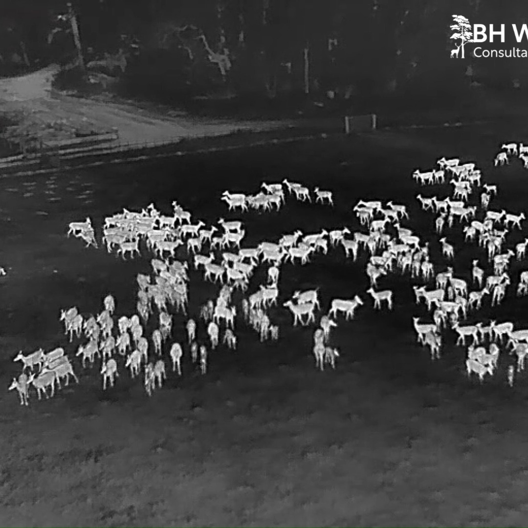 July marks the beginning of the Pere David deer rut in the UK and BHWC is proud to continue its collaboration with The Bedford Estates Woburn on several exciting projects.
This footage is from last year’s rut, capturing the drama and intensity in full swing.
The Pere David is a remarkable species - one that owes its very survival to the historic conservation efforts of the 11th Duke of Bedford.
#PereDavid #DeerRut #WoburnDeerPark #ConservationInAction #WildlifeUK #BHWC #BedfordEstates #DeerSeason #WildlifeConservation