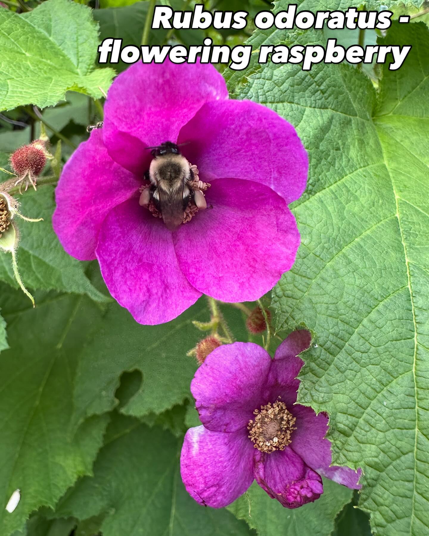 Hot, muggy July day!