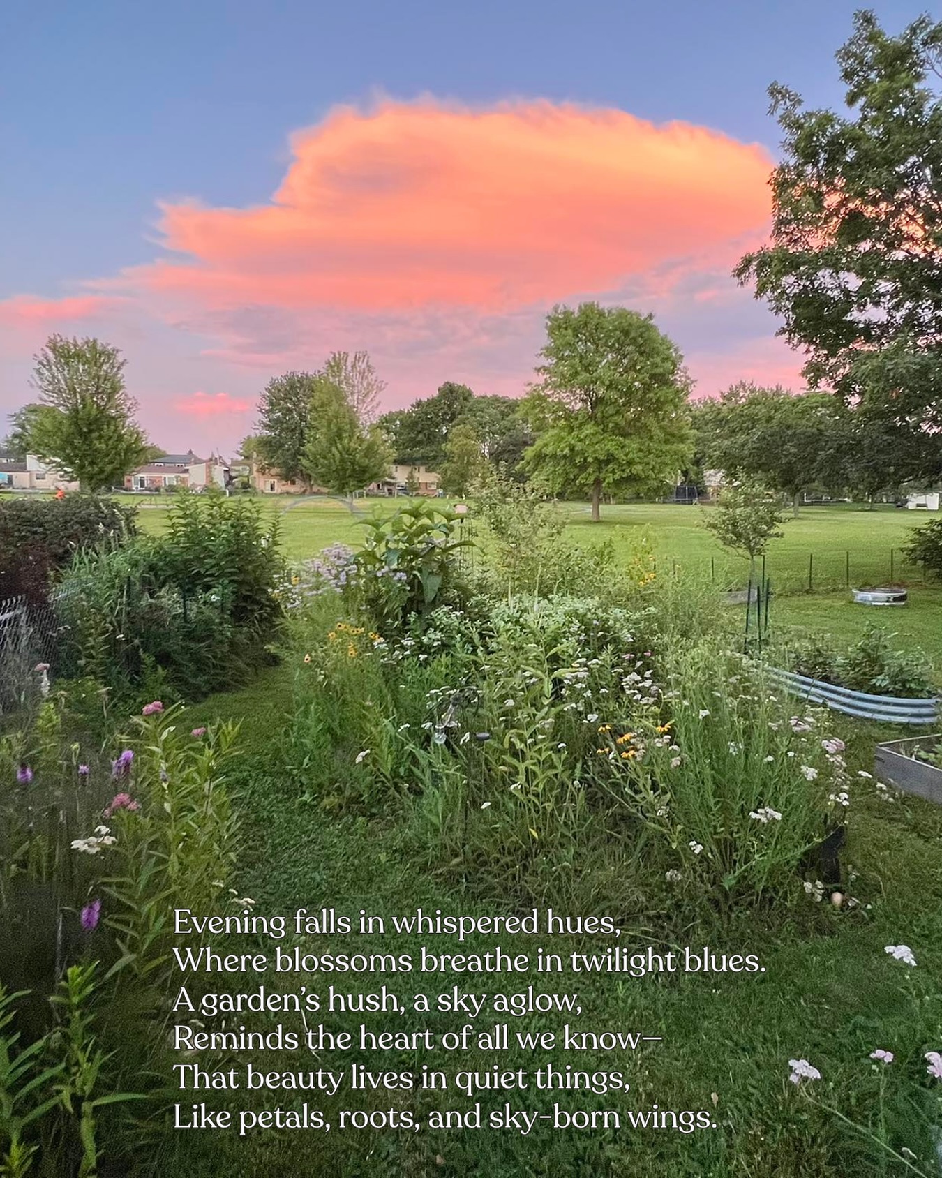 Evening falls in whispered hues,
Where blossoms breathe in twilight blues.
A garden’s hush, a sky aglow,
Reminds the heart of all we know—
That beauty lives in quiet things,
Like petals, roots, and sky-born wings.
- a perfect poem to go with last nights view of our gardens