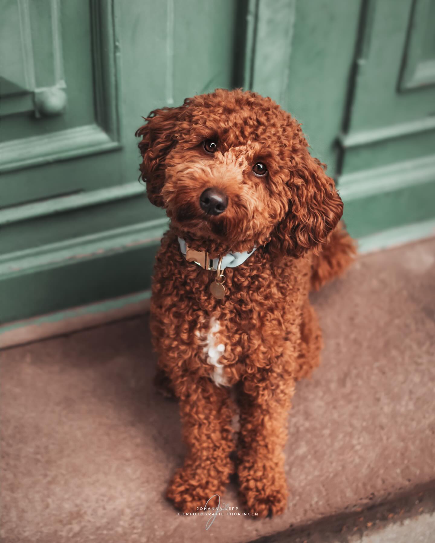 🧡
Ich war im Mai mit Lara & Ari in Eisenach unterwegs und wir haben unter anderem ein paar Halsbänder fotografiert. Das Shooting ist irgendwie so einfach gefallen, auch weil Ari so sympathisch neugierig war und wie ein Feini alles mitgemacht hat. Das Wetter hat auch gepasst und ich hab eine Menge toller Bilder bekommen. Passt er nicht einfach perfekt vor diese Tür? 🥹😍
•
Du hast Fragen oder möchtest direkt ein Shooting buchen? Meld dich gern 🌸
📧 info@tierfotografie-thueringen.de
💻 www.tierfotografie-thueringen.de
#hundefotografie #tierfotografie #thüringen #poodle #dogcollar #biothane