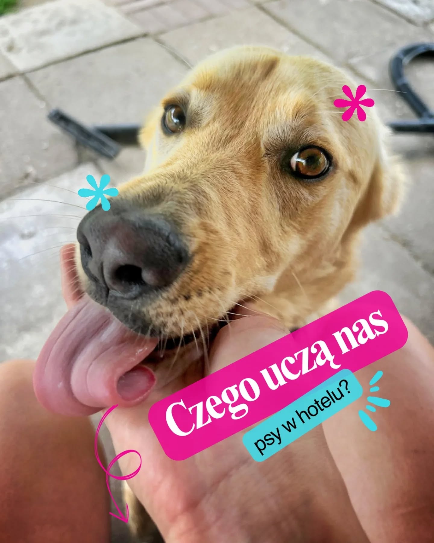 🐾 Czego uczą nas psy hotelowe?
Niektóre uczą nas precyzji. Bo każda pomyłka w organizacji kończy się napięciem.
Inne – cierpliwości. Bo potrzebują więcej czasu, żeby się rozluźnić, odpocząć, pozwolić się dotknąć.
Są psy, które uczą nas czytać mikroreakcje – bo ich komunikacja jest cicha i nieoczywista.
I są takie, które przypominają, jak ważna jest rutyna, struktura i przewidywalność.
Nie dla człowieka. Dla nich.
Każdy nowy pies w hotelu to inna konfiguracja: tempa, potrzeb, poziomu pobudzenia, wrażliwości na bodźce, reakcji na psy i ludzi.
To nie „kolejny pies do opieki”.
To nowy system, który trzeba zrozumieć, zanim się do niego dostosujemy.
W Merdu-Merdu opieka nie polega na tym, że „się pieskami zajmujemy”.
Polega na tym, że analizujemy, wdrażamy, testujemy i korygujemy – każdego dnia.
Bo nie mamy gotowych rozwiązań. Mamy praktykę i elastyczność.
🧡 Praca z psami uczy nas nie tylko o nich. Uczy nas o nas.
#merdumerdu #hotelpsa #pieswhotelu #opiekanadpsem #pracazpsami #opiekadlapsa #codziennośćzpsami #psiakomunikacja #obserwacjapsa