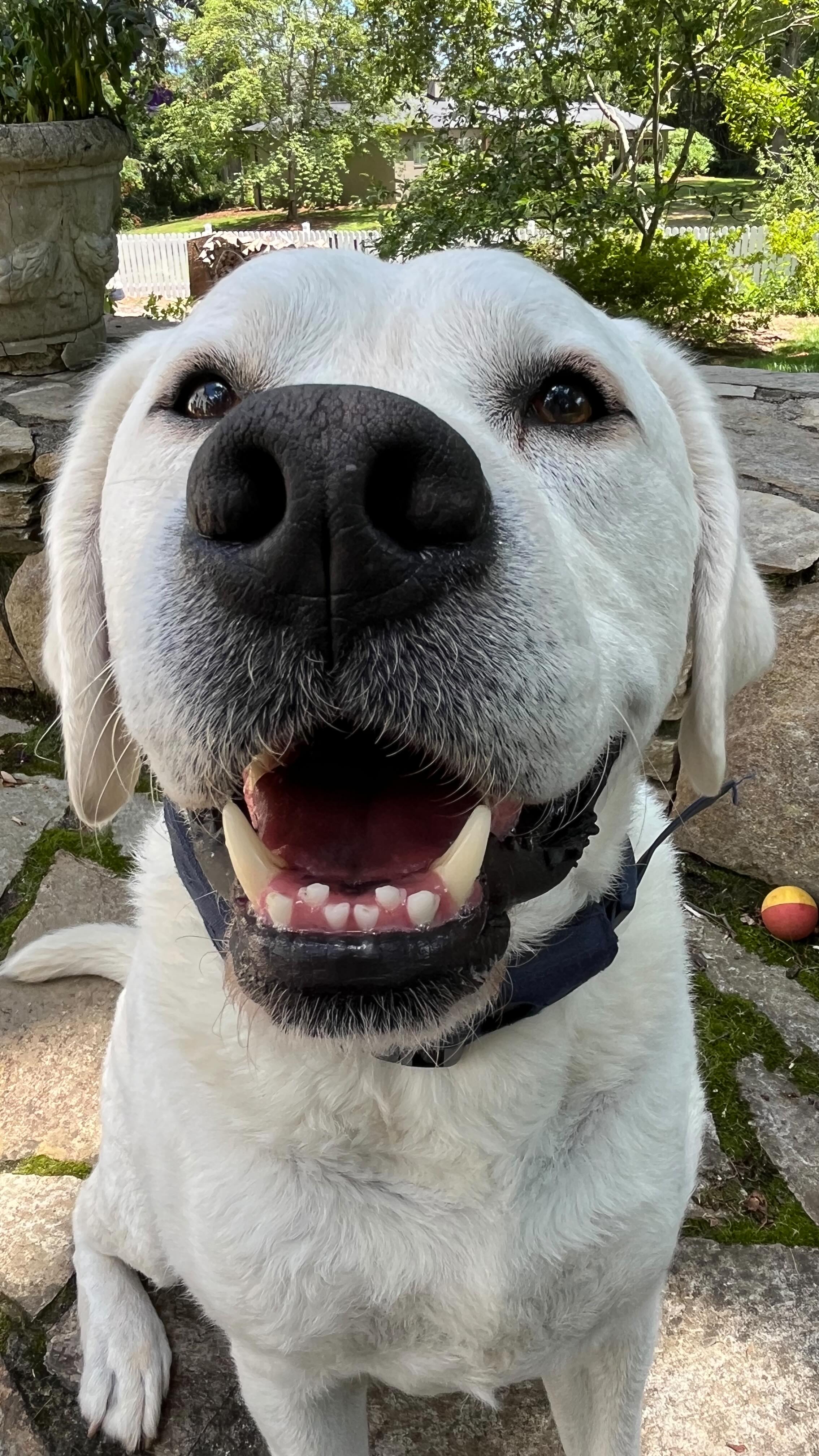 How Winston the sharky cools off in the summer! Mabel loves to be wet - she’s always wet from the minute we go outside and I can’t figure it out!
#petsitter #dogsitter #asheville #labrador #springerspaniel #shark #jaws #wet #wetdog