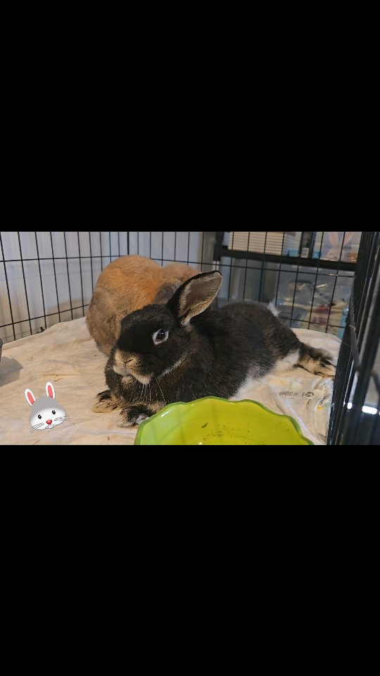 Welcome back again to the gorgeous couple!! Pickle and Goose, these two are madly in love and here at the bunny hotel we ensure they have the best environment to relax and love each other...check it out!!
#thecoolbunnysitters #rabbitsitting #petsitting #bunnysitting #bunnylovers #bunny #petcare #petcareservices