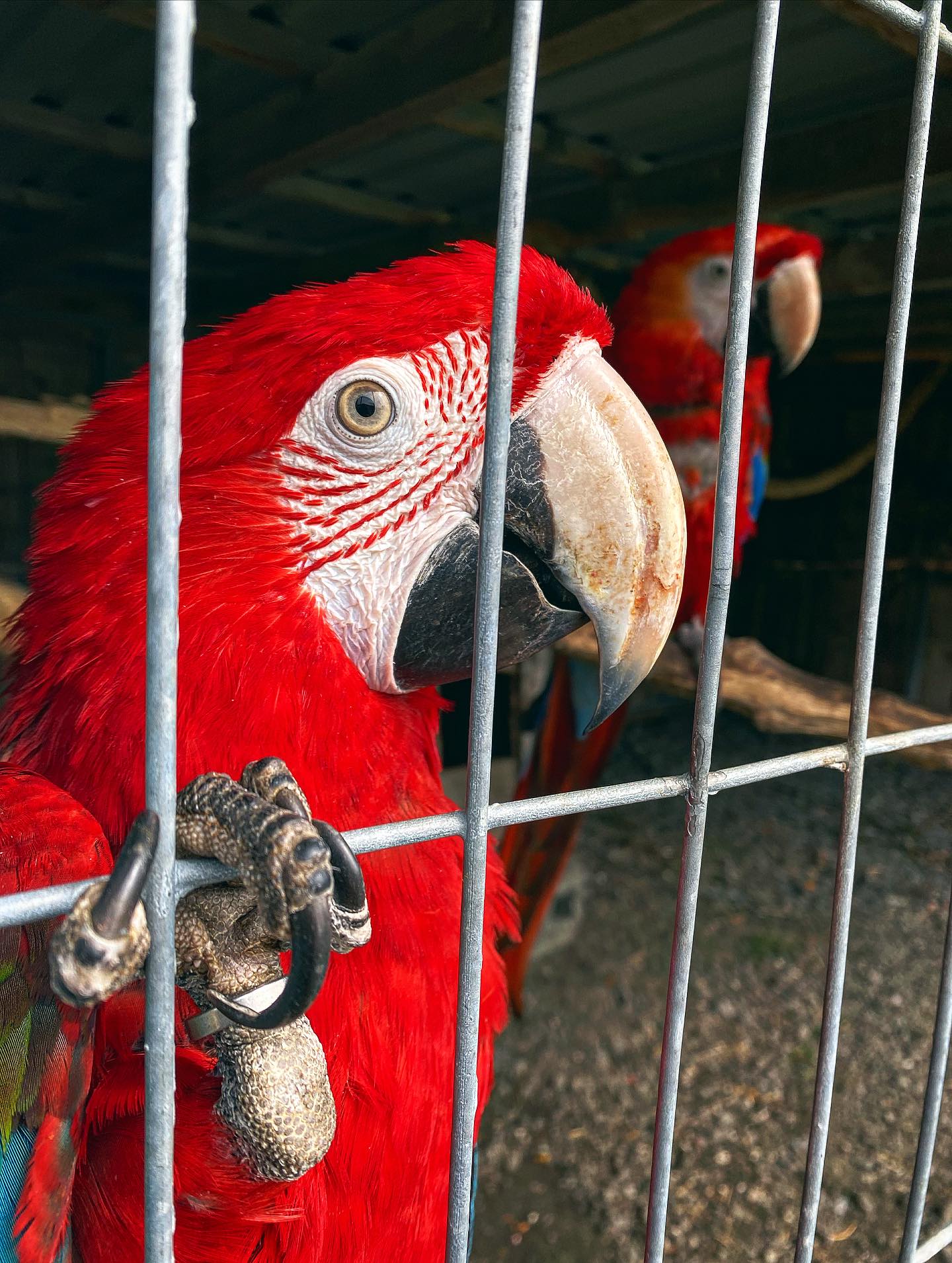 Små øyeblikk fra gårdslivet 🐓🦎🕷️🦜
Det er alltid noe som skjer på Snyfjellet – enten det er papegøyene som skravler, tarantellaen som titter frem, eller hønene som vandrer inn og ut av hønsehuset. Skjeggagamen har også blitt litt av en favoritt hos mange som besøker oss.
Vi holder åpent Tirsdag til og med Søndager fra 13:00 til 16:00, og det er ekstra hyggelig å dele disse øyeblikkene med dere som kommer innom. Kanskje vi sees i sommer? ☀️
#SnyfjelletGård #Senja #Besøksgård #Gårdsbesøk #Dyreliv #NærtPåDyr #SommerpåSenja #Papegøye #Skjeggagam #Tarantella #Hønsegård #Hverdagsmagi #Smågleder #Senjaliv #Snyfjellet2025 #Animal #Zoo