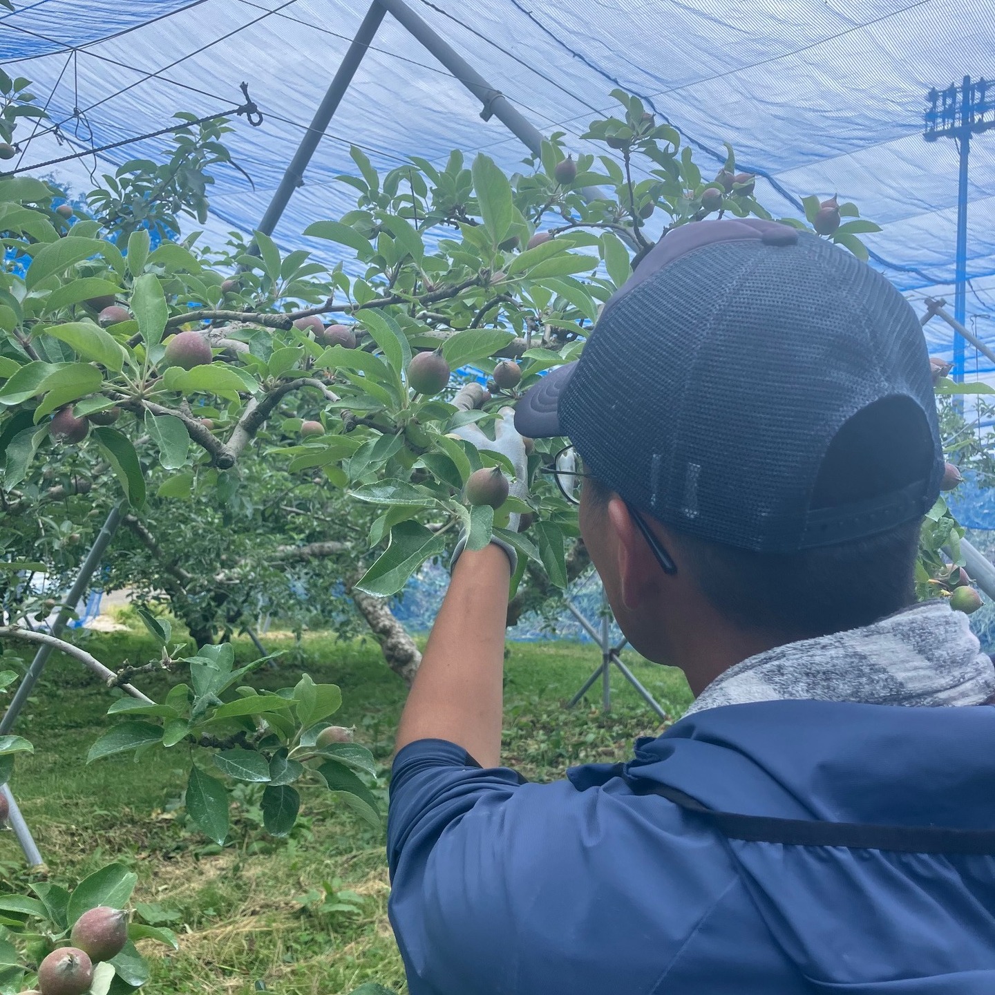 赤名観光リンゴ園で摘果&草刈り作業。(2015.6.13)
午前中の涼しい内にリンゴ園内の草刈りと午後からリンゴの摘果作業を行いました。
摘果とはリンゴの実が小さいうちに意図的に摘み取る作業で残った果実が大きく、かつ高品質に育つことが目的です。
リンゴの場合5つが一塊なのでその中から一つを残し、あとはハサミで切り落とします。
なんだかもったいない気がして、これで梅酒みたいにリンゴ酒作ったらどうかと思い、切り落としたリンゴを少し頂いて帰りました。
社長の中岡さんが快く協力してくださり、ありがとうございます。
また経過報告しますね!
#SBN #赤名観光リンゴ園
#飯南町 #飯南町地域づくり協同組合