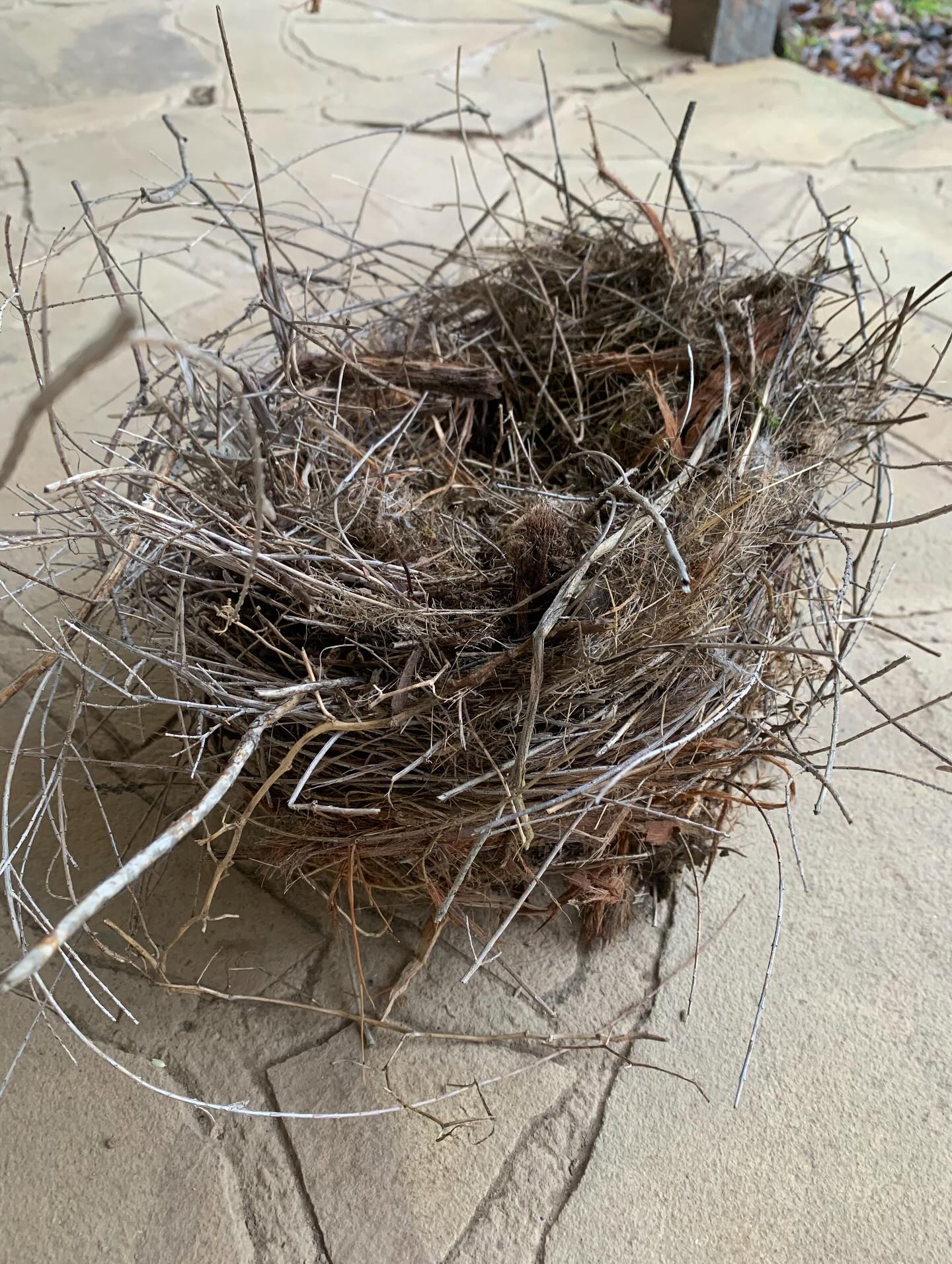 I found a huge nest on the path at home this morning. it had been torn from the trees by wind – the storm doing what storms do. but what struck me was how intricate it was. every twig, every scrap of bark had been chosen, carried, woven in.
this nest reminded me that every little thing we do – the reaching out, the weeping, the listening, the quiet tending, the client session held with presence, the meals made, the animals fed – they matter. on their own, they might not look like much. but together, they are a nest.
a nest we are building for tomorrow.
it’s easy to feel powerless. to be cracked open by grief in the face of horrors we never wanted to know, but can’t – or won’t – unsee. but this slow, rhythmic, multi-dimensional care we offer... it’s not just a balm. it’s the antidote.
this is the kind of care i’m committed to. it’s why i hold space in Tend – for those in caregiving roles who need a place to land in their own bodies. and Unbound – for those seeking to build regenerative businesses without reproducing what they’re here to change.
my 1:1 books are full right now, but both groups are open and you can access replays from month one.
and i’m working on something new – lower cost and more accessible. an audio-based companion for times like these. kinship for collapse. filled with somatic practice, nature-based resourcing, relational prompts. alive-ness, remembered.
because the greatest threat to us isn’t what’s falling apart – it’s being made to believe our care doesn’t matter.
the most radical thing we can do is believe it does.
like a single twig, making a bigger nest.