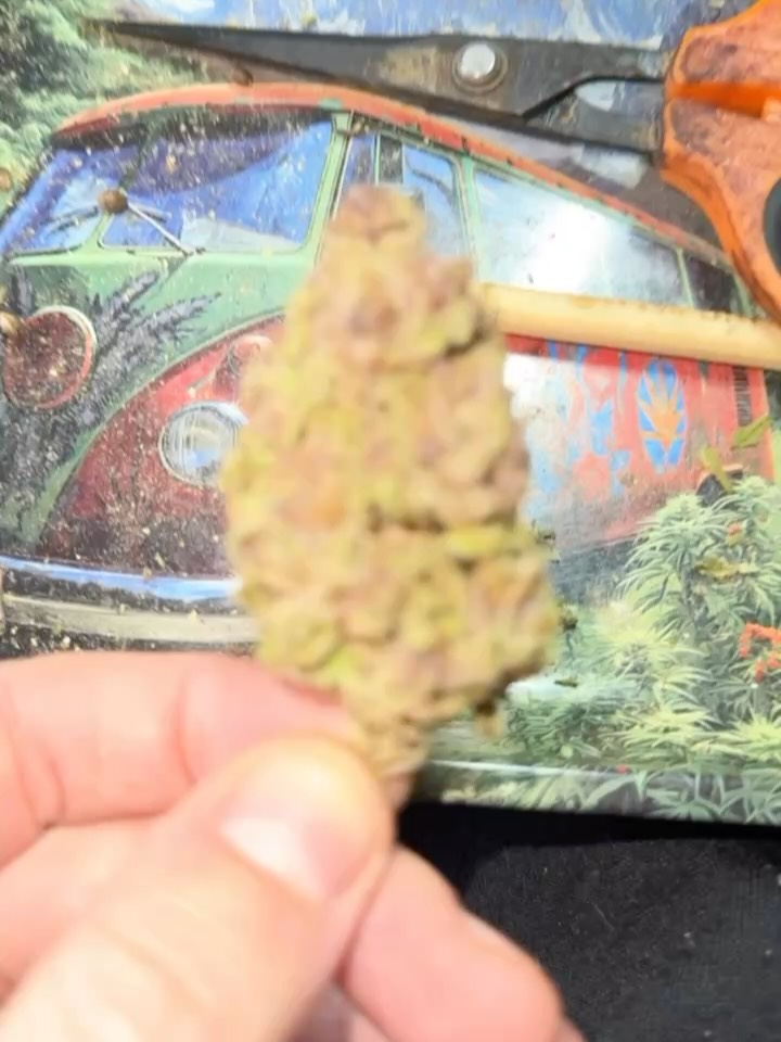 Did you ever wonder how the $GRASS token rewards work? For every purchase you receive $GRASS Tokens sent right to your own Xaman XRPL wallet where you can hold and keep track of your $GRASS AND XRP balance!
A larger $GRASS balance at the beginning of each month will yield you a LARGER piece of the passive income that is distributed to ALL $GRASS HOLDERS each first week of the month.
These rewards are taken as a % of REVENUE The Grass Menagerie makes.
Another way you can COLLECT $GRASS Tokens each month is by HOLDING ANY of our “Tokenized Cultivar Indexes”.
Currently we have $SWAMI, $BLOOM, and $808, and those of you holding these tokens get DIRECT PAYOUTS from our collaborations with each of these breeders, @swamiseed_intl , @bloomseedcompany , and @808_genetics / @808genetics.llc .
Each collaboration we end up doing each subsequent summer we will be tokenizing in order to SHARE THE VALUE that comes with smashing together the ideas of 2 separate breeders!
We plan to continue these tokenized cultivar indexes with Bodhi seeds, Scapegoat Genetics, Sunleafseedco, and mountain fire genetics over the next 3 years!
If you have any questions feel free to DM me. I want you all to WIN. ♟️💜✅🙏🧙♂️