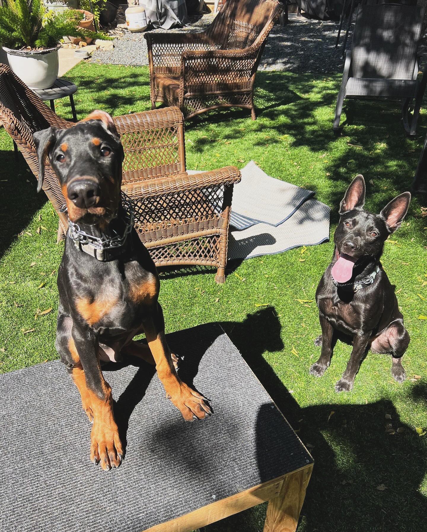 Loki and Kylo 2 years apart🤯
📞830-465-4100
🌐www.xcaliberk9.com.
#dogtraining #k9ltw #dogobedience #pettraing #k9warriors #k9training #dogsofinstagram #k9ltw #dogoftheday #summervibes #petstagrams ram #petlovers #dogsofsatx #dogsofsanantonio #doglover #trainyourdog #k9