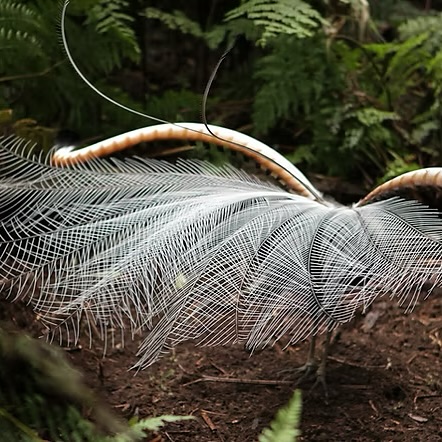 Attention Lyrebird Lovers! Join us ONLINE 6:30pm tomorrow night, Friday 11th July for a presentation by Dr Alex Maisey.
Dr Maisey is a Research Fellow with the @latrobeuni Research Centre for Future Landscapes and Department of Ecological, Plant and Animal Sciences.
Oh, and a superb lyrebird expert!
This talk kicks of the 12th Annual Lyrebird Listening weekend in and around Cape Liptrap Coastal Park. Although registration for the in-person listening events has now closed, all are welcome to join in for what is sure to be an insightful presentation.
Dr Maisey has conducted extensive research around not only the superb lyrebird, but landscape resilience, regenerative agricultural practices and natural capital on farms in a PhD and postdoctoral capacity, collaborating with @birdlifeoz , @wwf_australia as well as industry and government.
Zoom 🔗 in Bio.
See you online at 630!
#lyrebirds #superblyrebird #southgippsland #capeliptrap #capeliptrapcoastalpark #promcoastecolink #biolinks #southgippslandlandcarenetwork